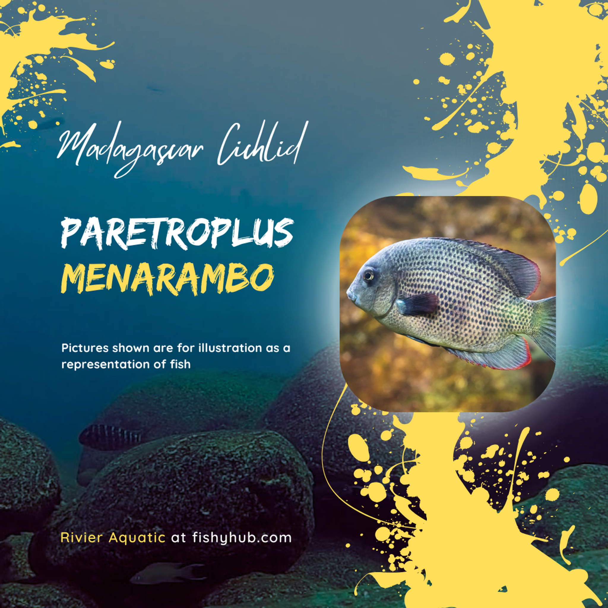 Pinstripe Damba Cichlid (Paretroplus Menarambo)