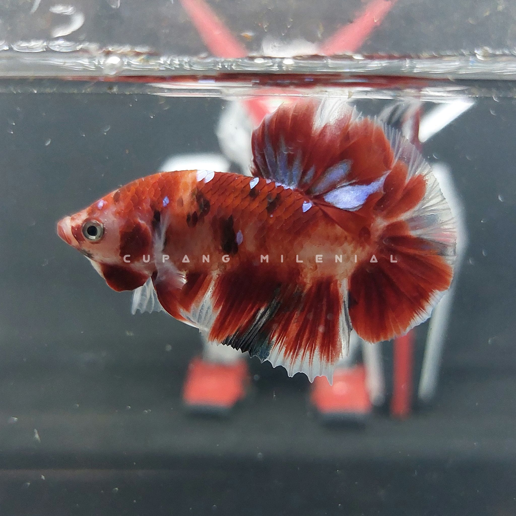 Pk Red Barongsai