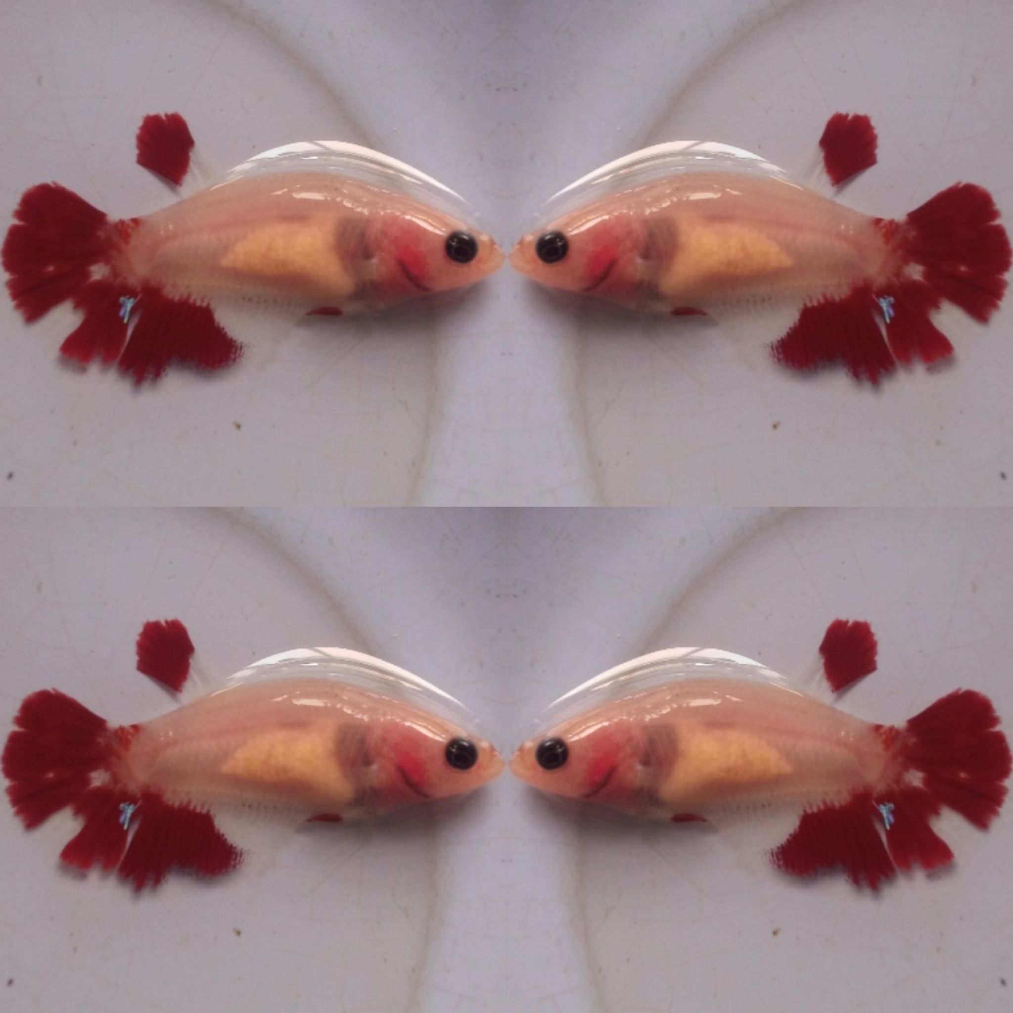 Plakat AOC