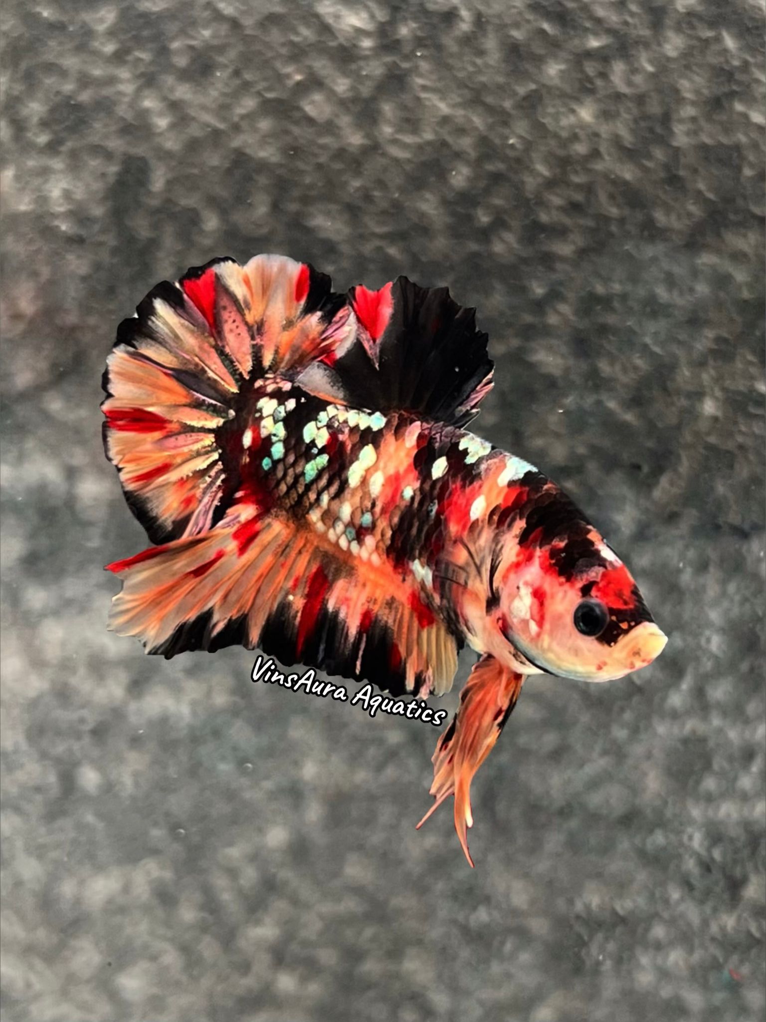 Plakat Black Nemo Copper