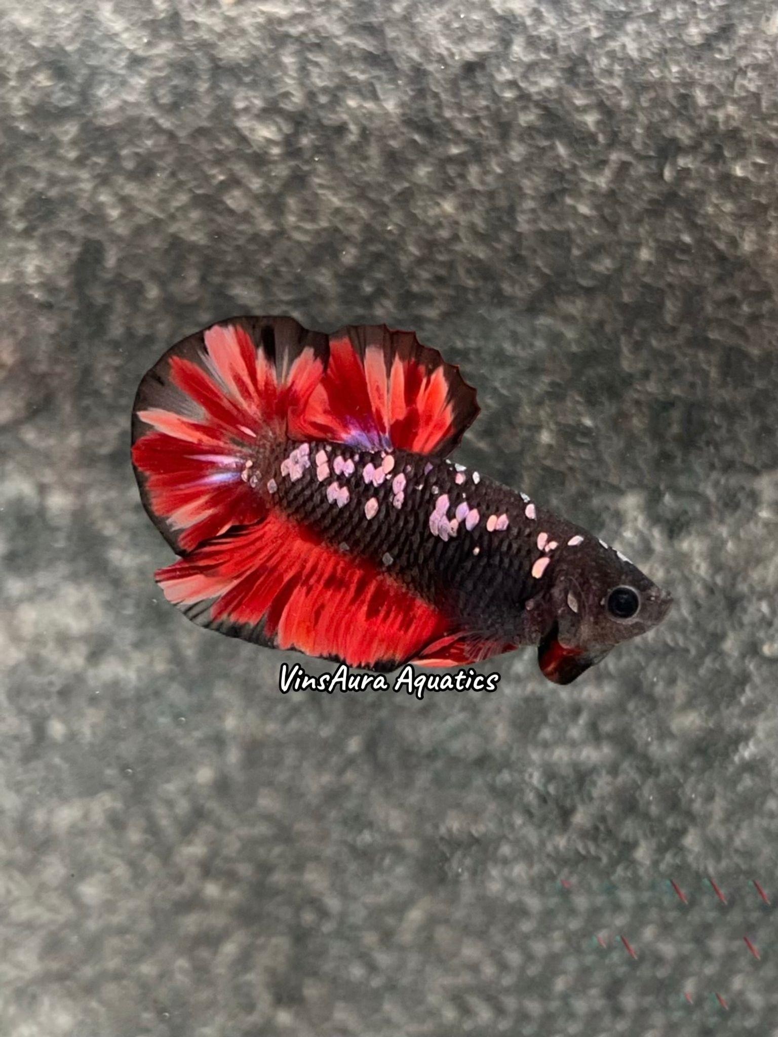Plakat Black Variation (Black Copper Multi-Tone)