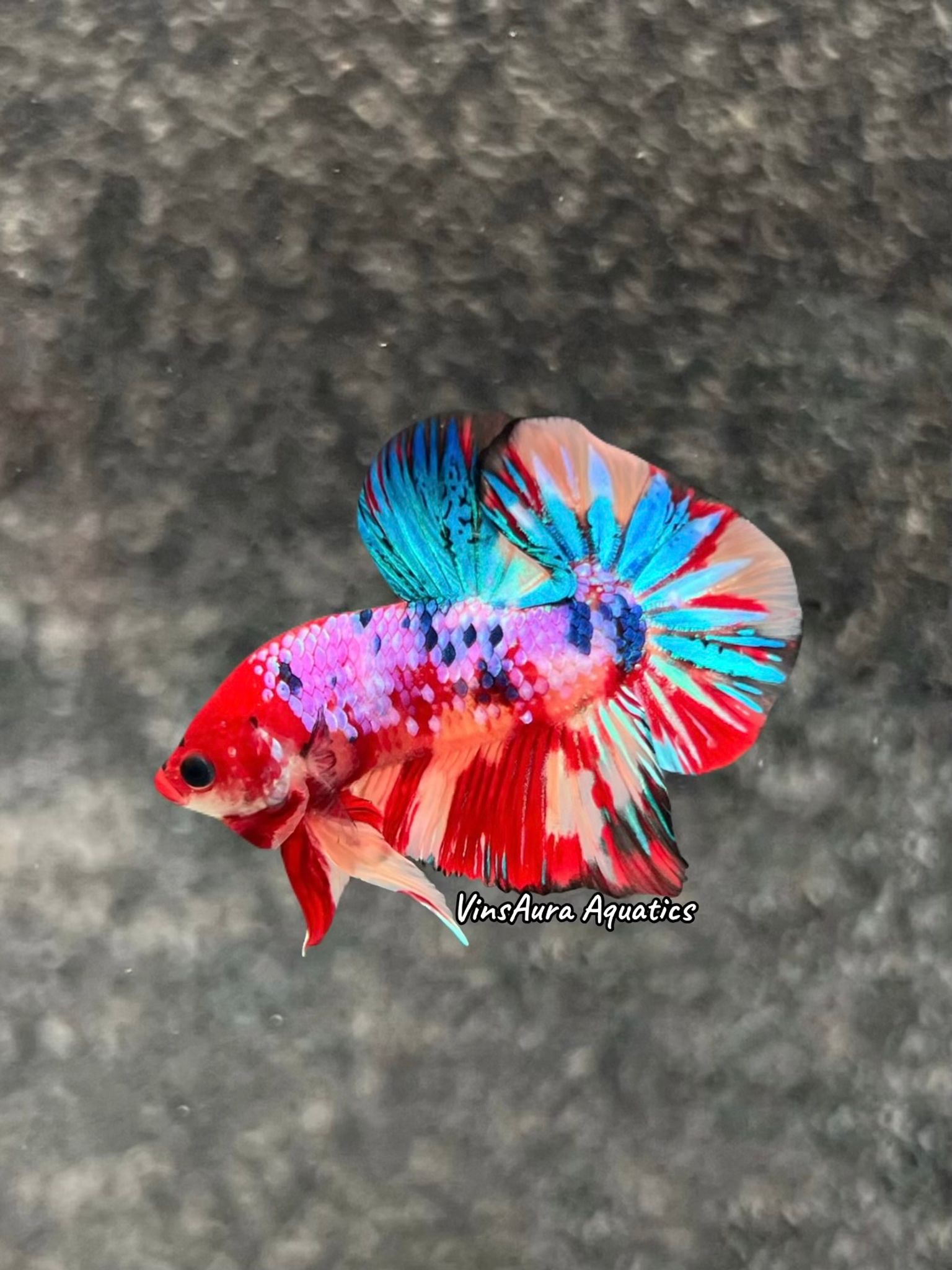 Plakat Candy Multicolor Mettalic (Overtail)