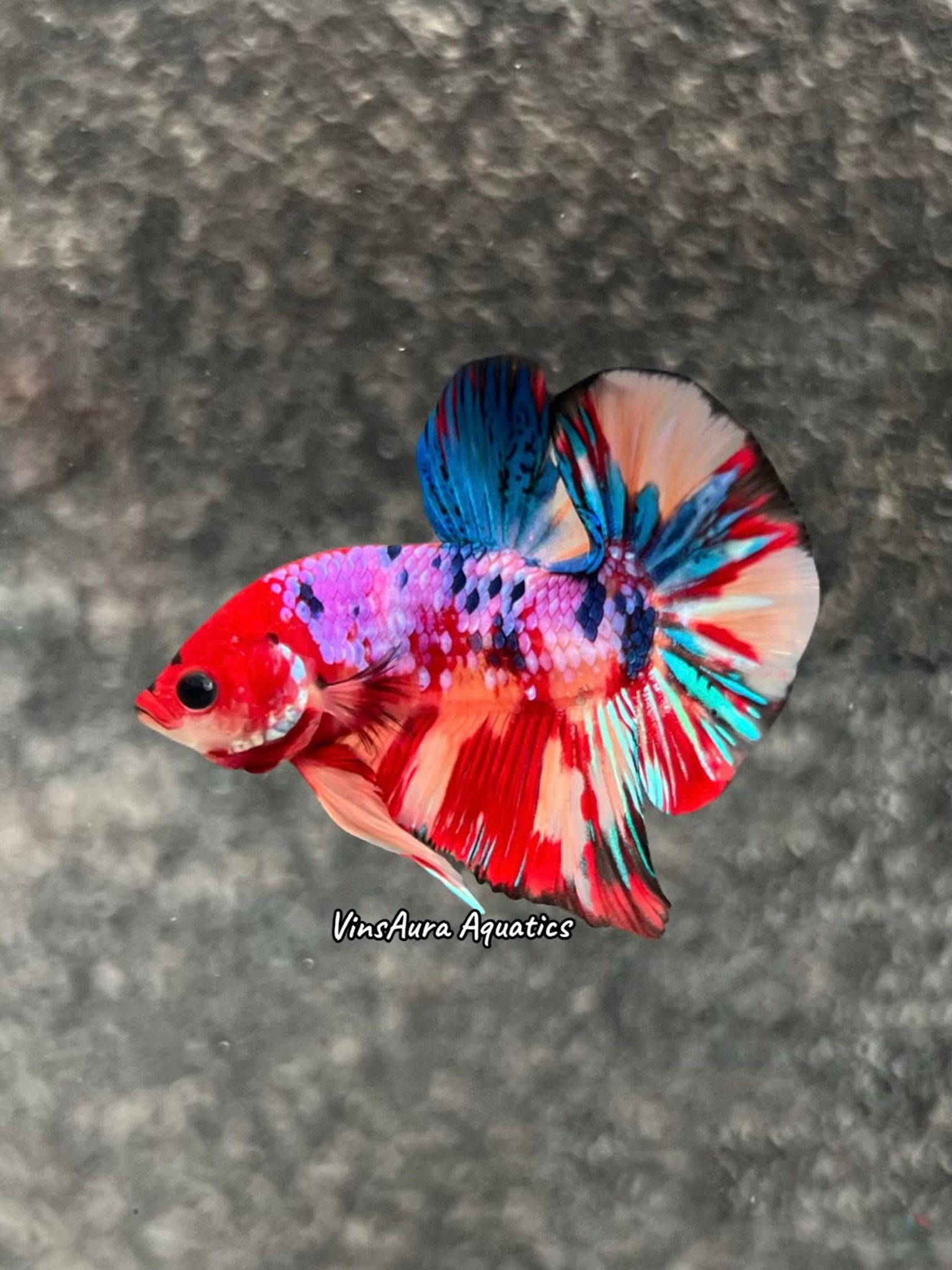 Plakat Candy Multicolor Mettalic (Overtail)