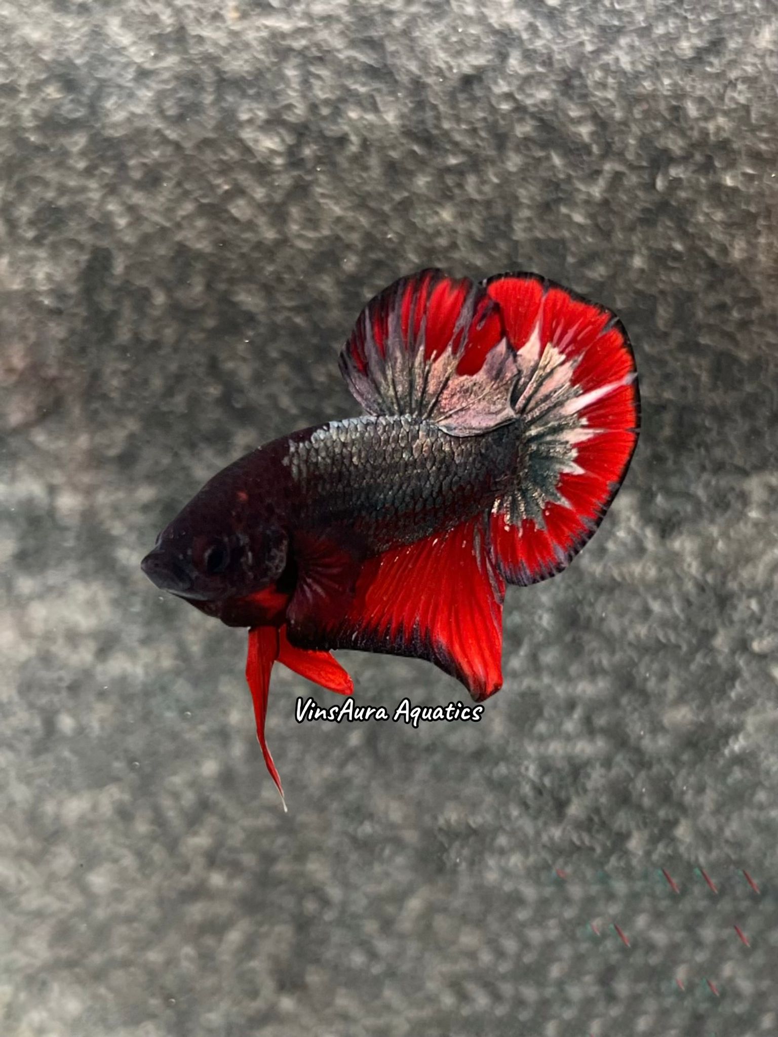 Plakat Dark Copper Fancy