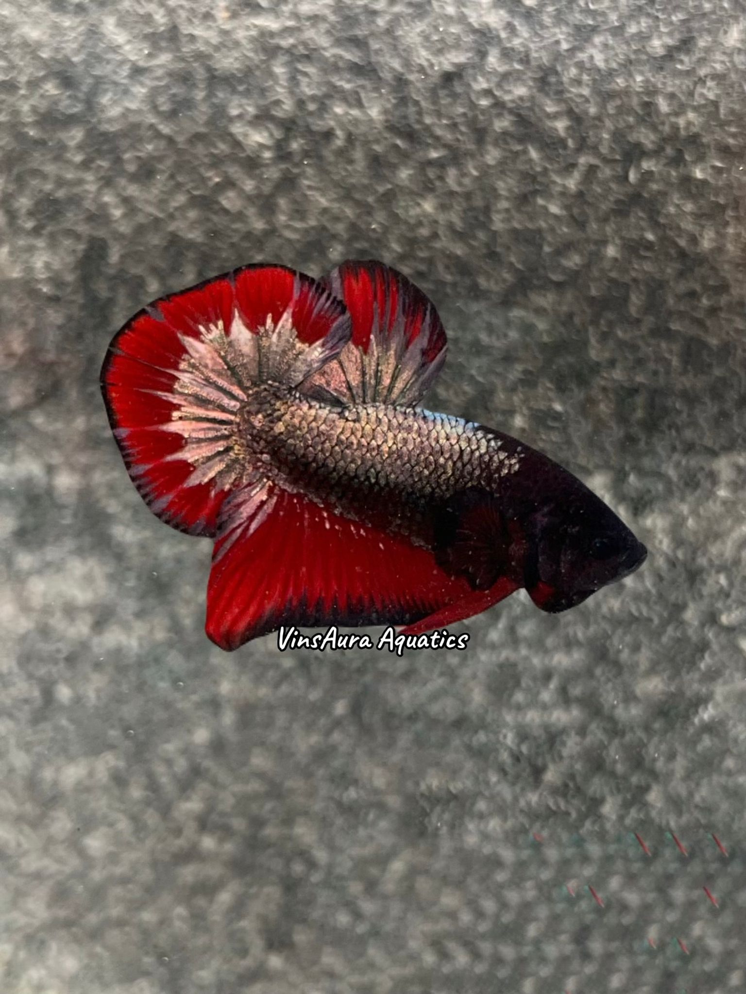 Plakat Dark Copper Fancy