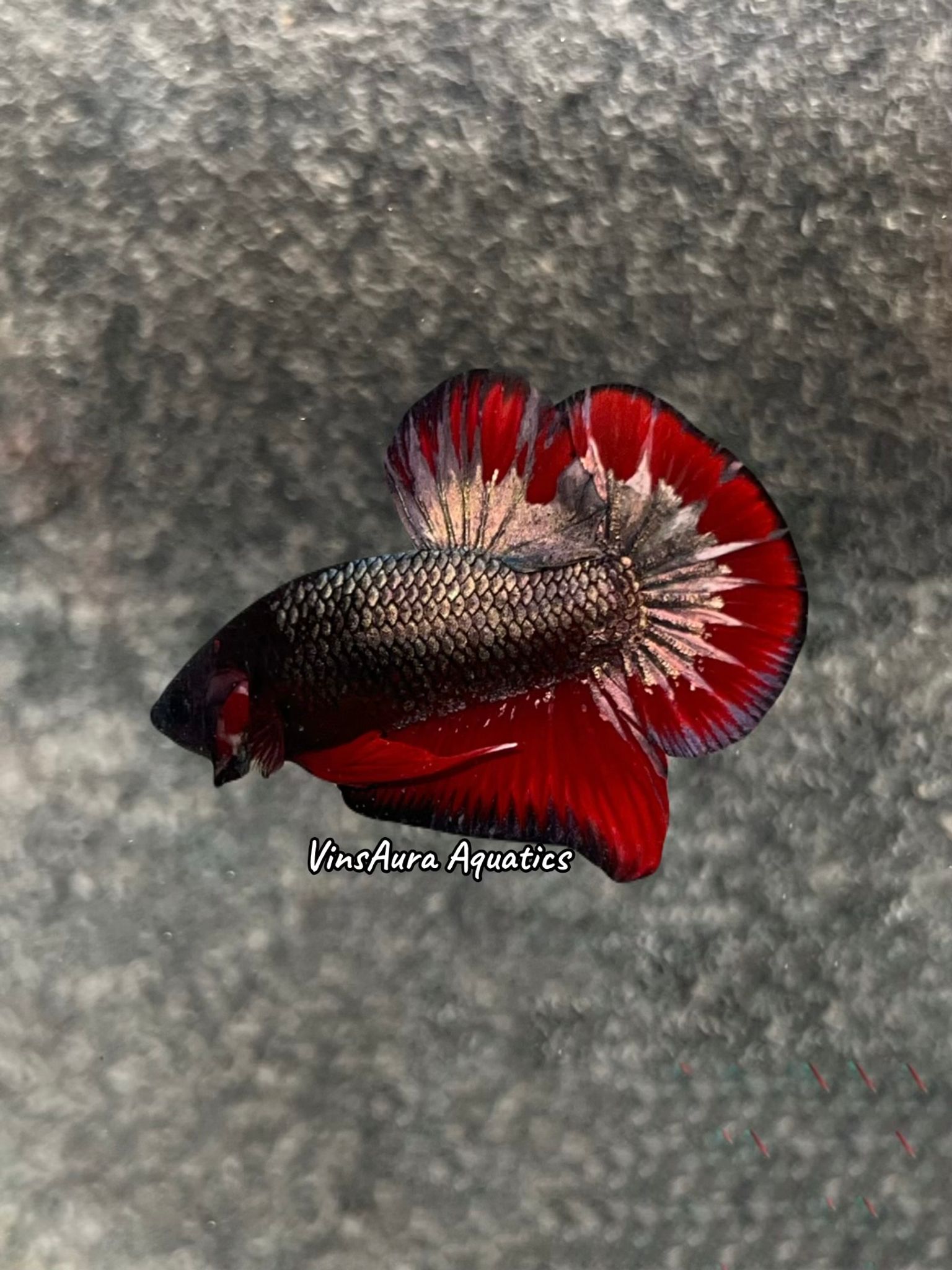 Plakat Dark Copper Fancy