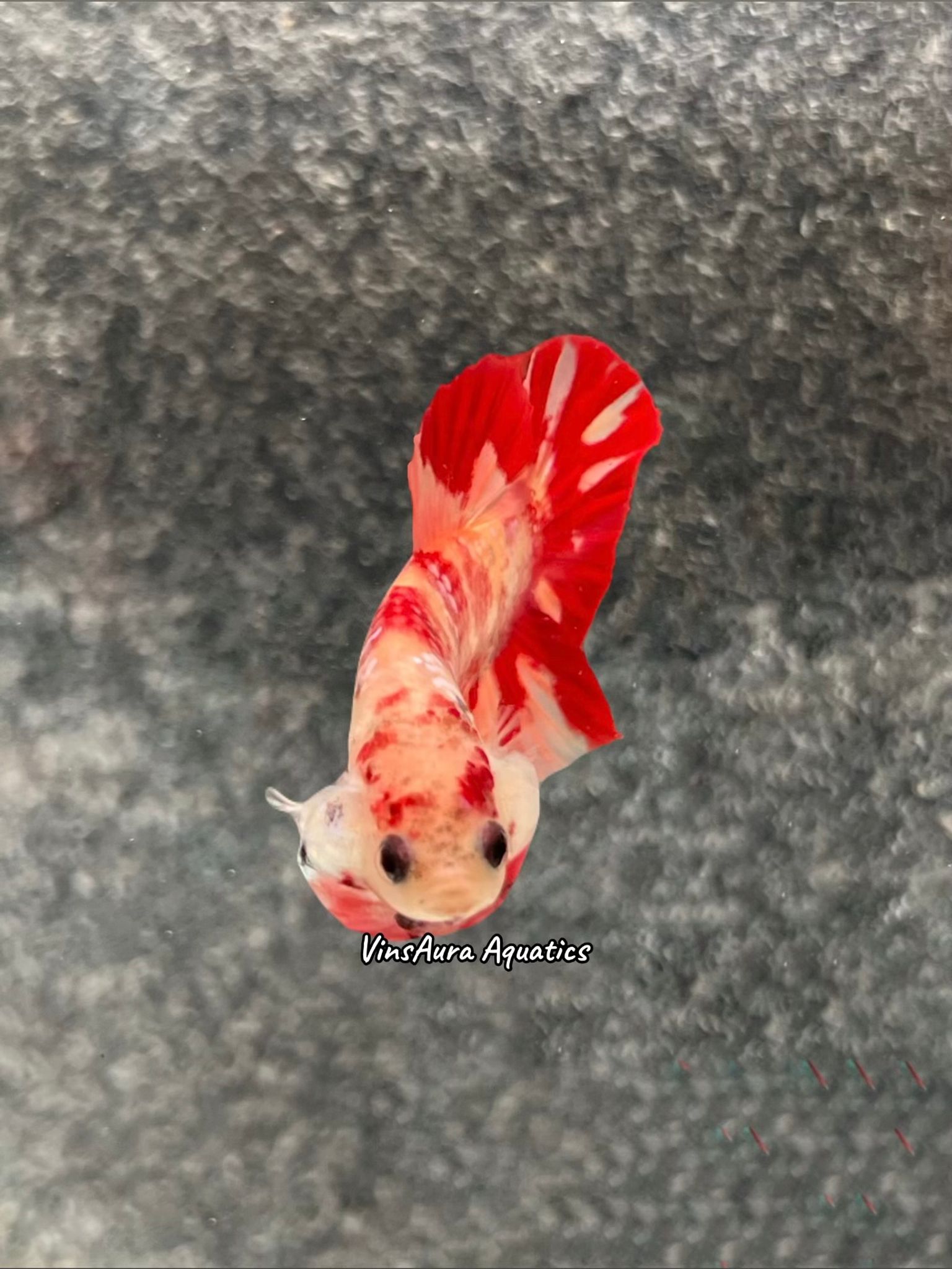 Plakat Marble Leopard