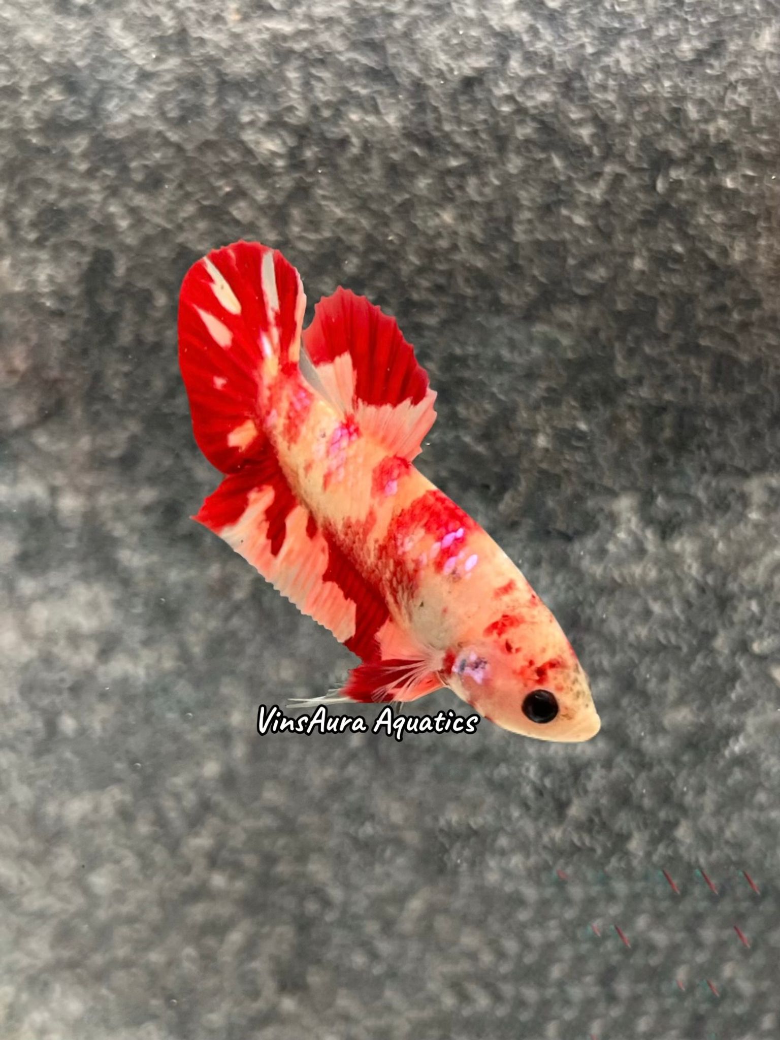 Plakat Marble Leopard
