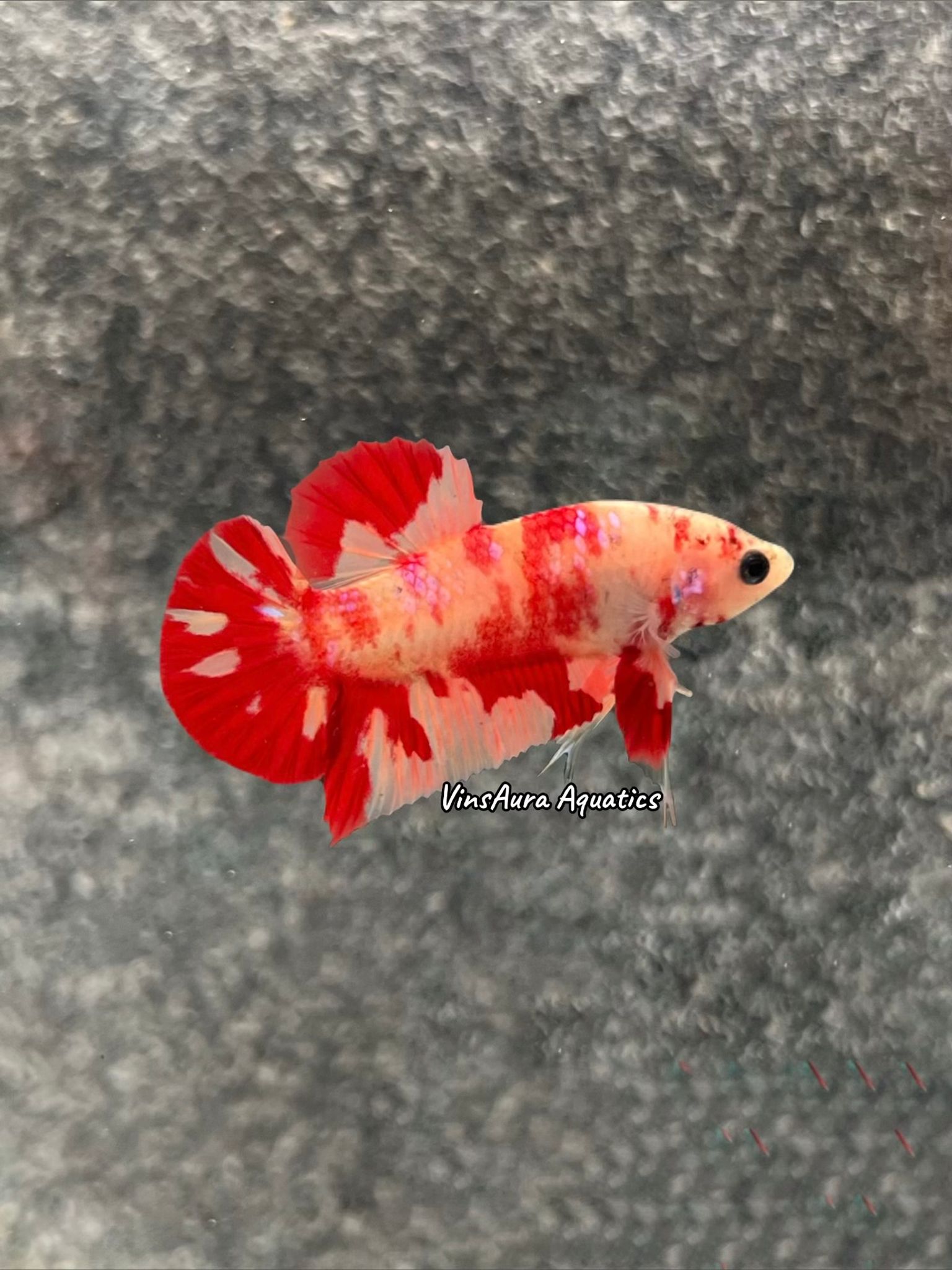 Plakat Marble Leopard
