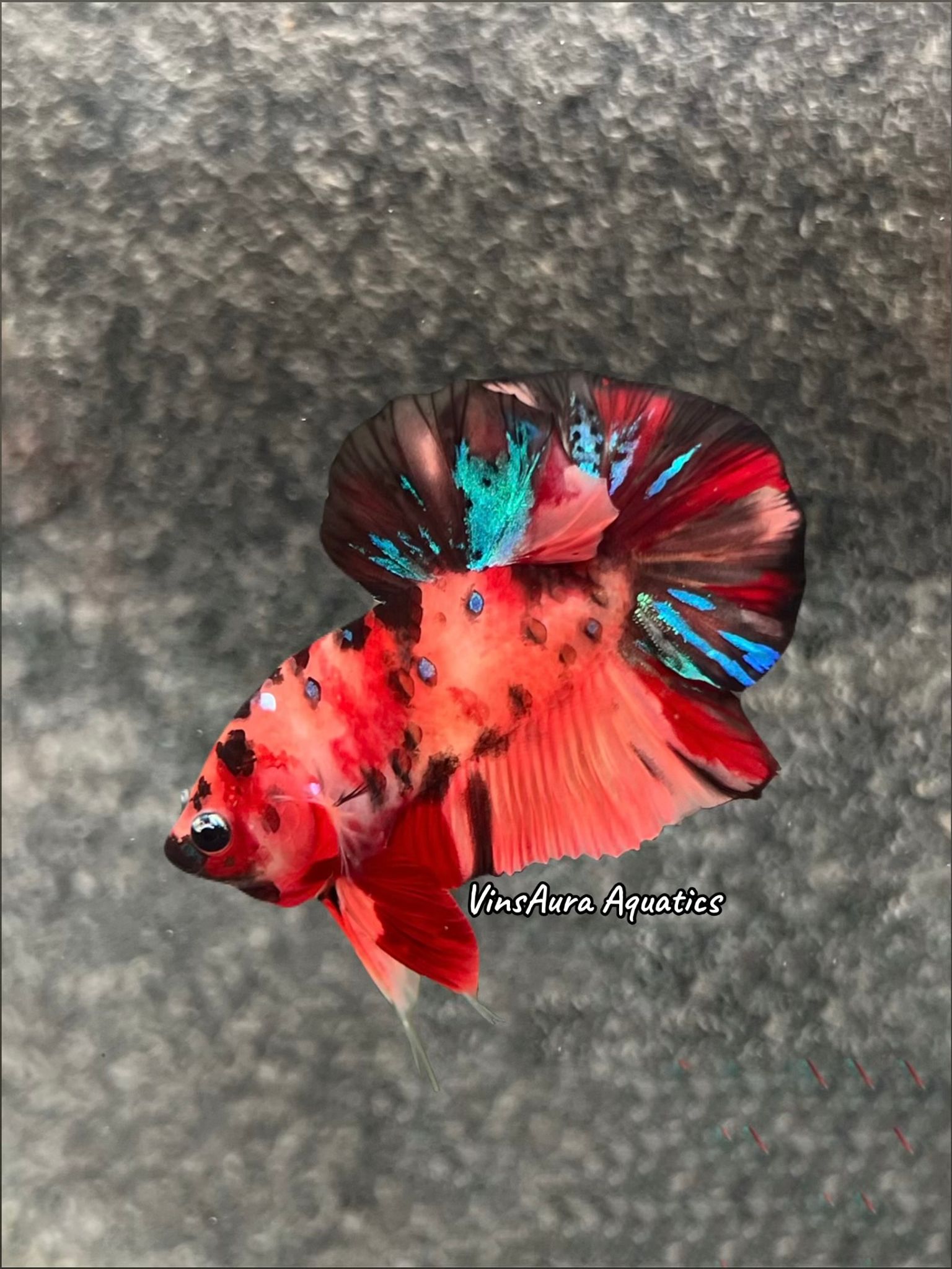 Plakat Multicolor Metallic