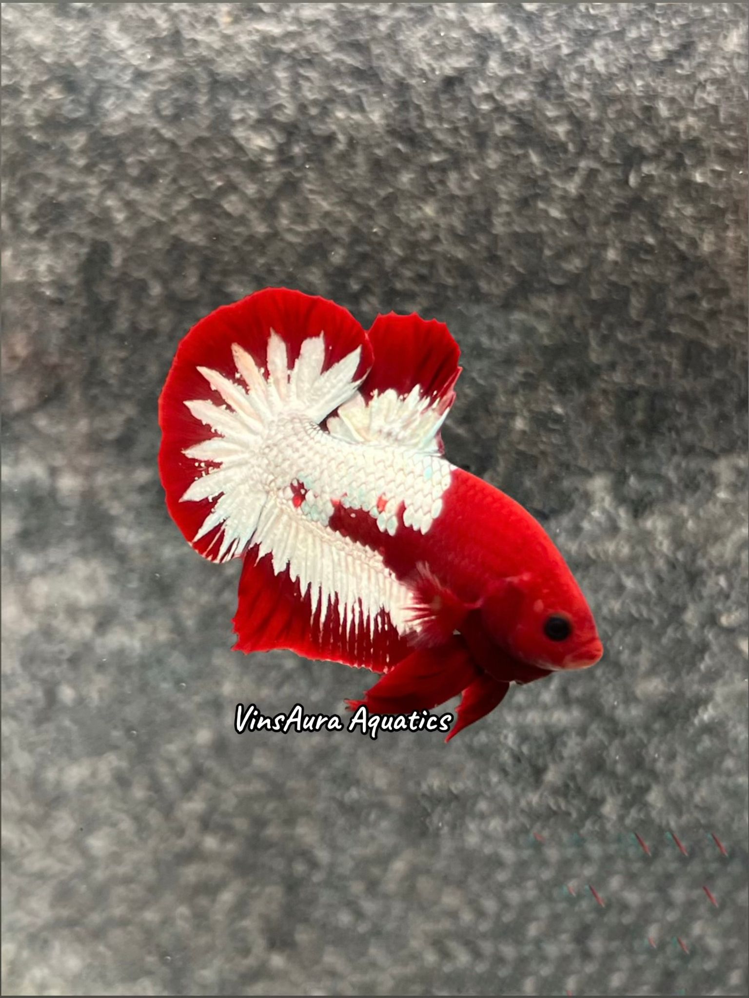 Plakat Red FCCP Startail (Vietnam Line)