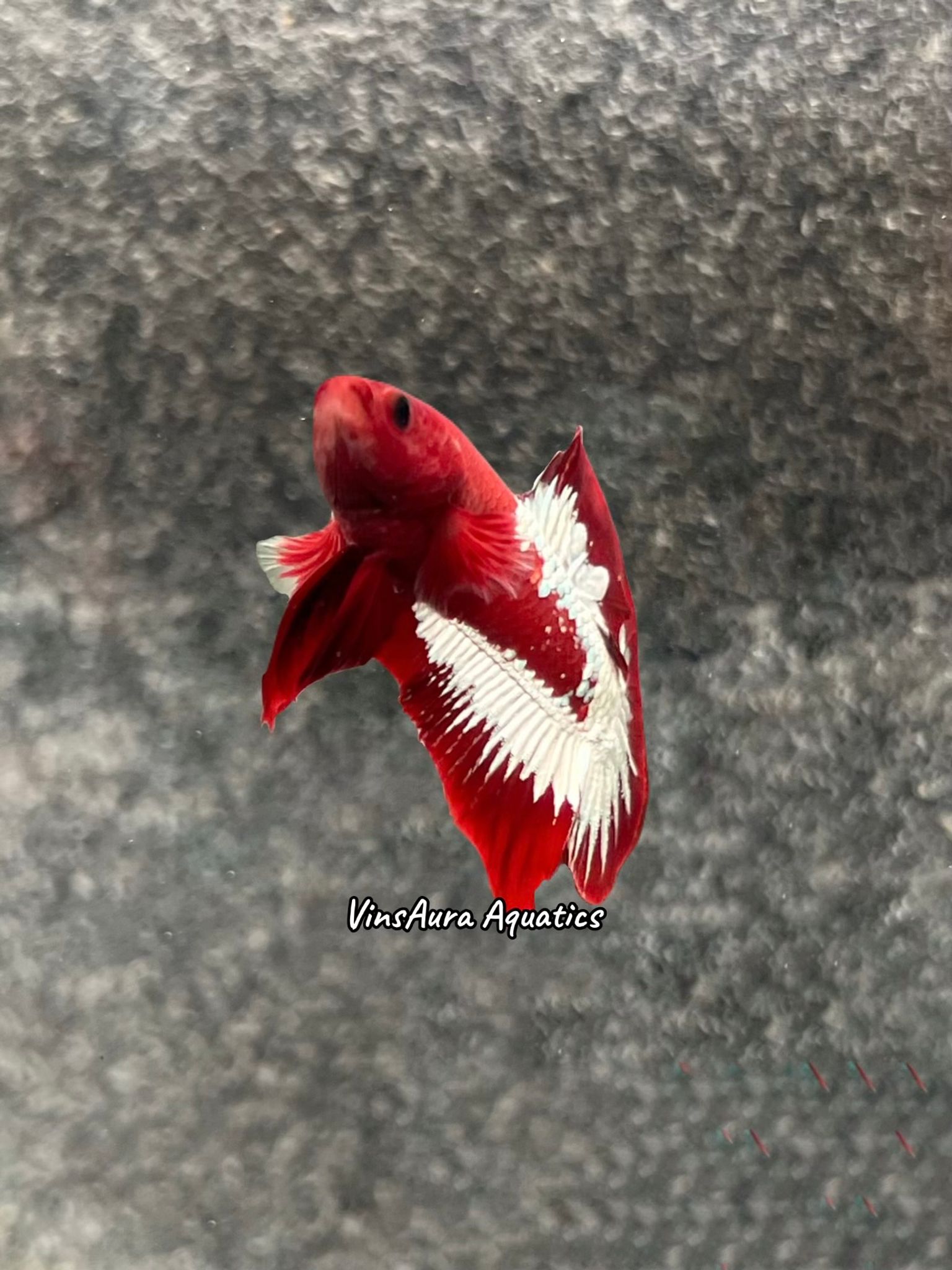 Plakat Red FCCP Startail (Vietnam Line)