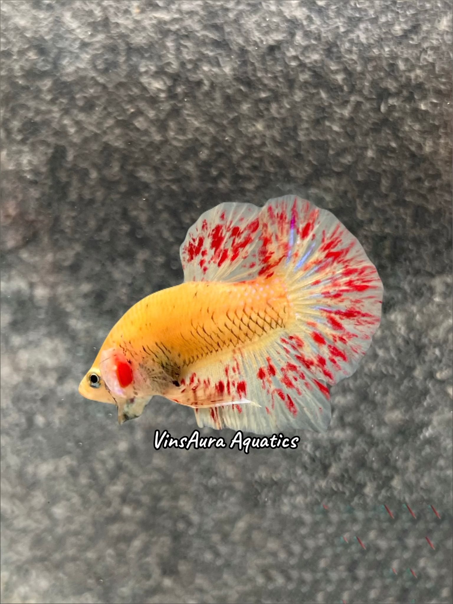 Plakat Yellow Vanda Fire Red Splatter