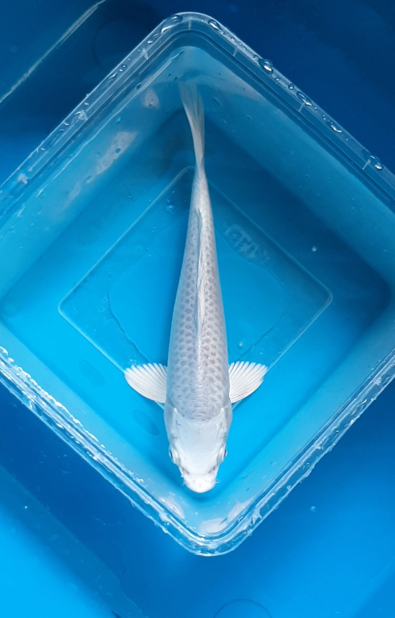 Platinum Koi