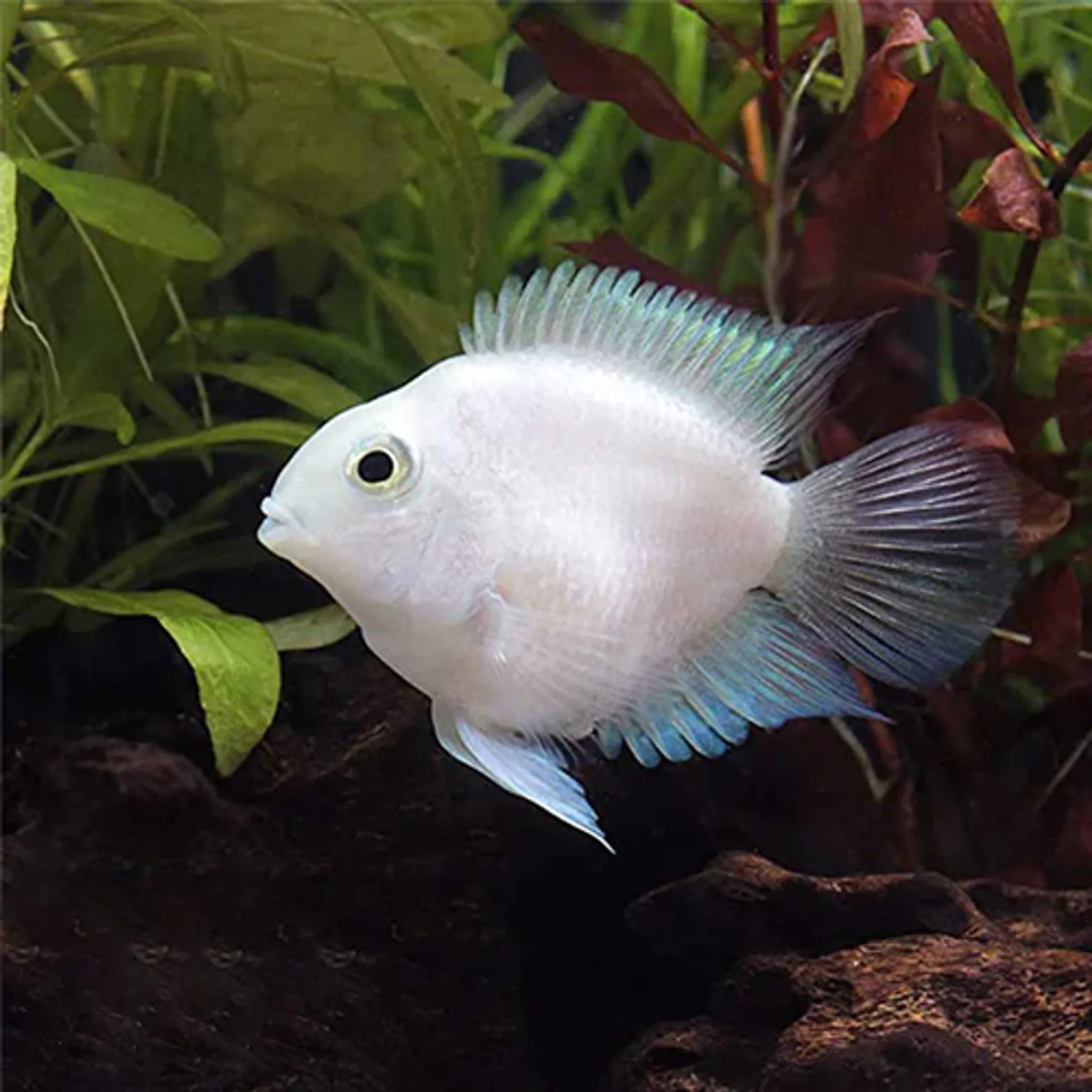 Platinum Polar Parrot