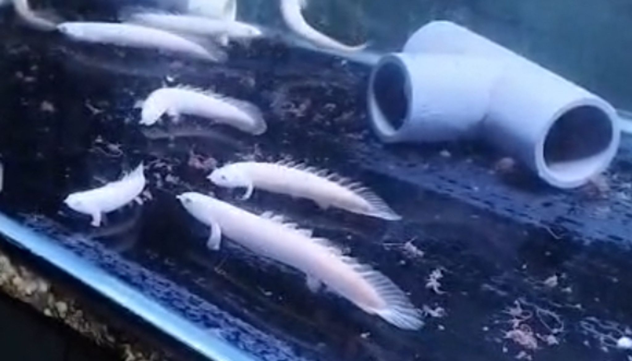 Platinum Senegal Bichir