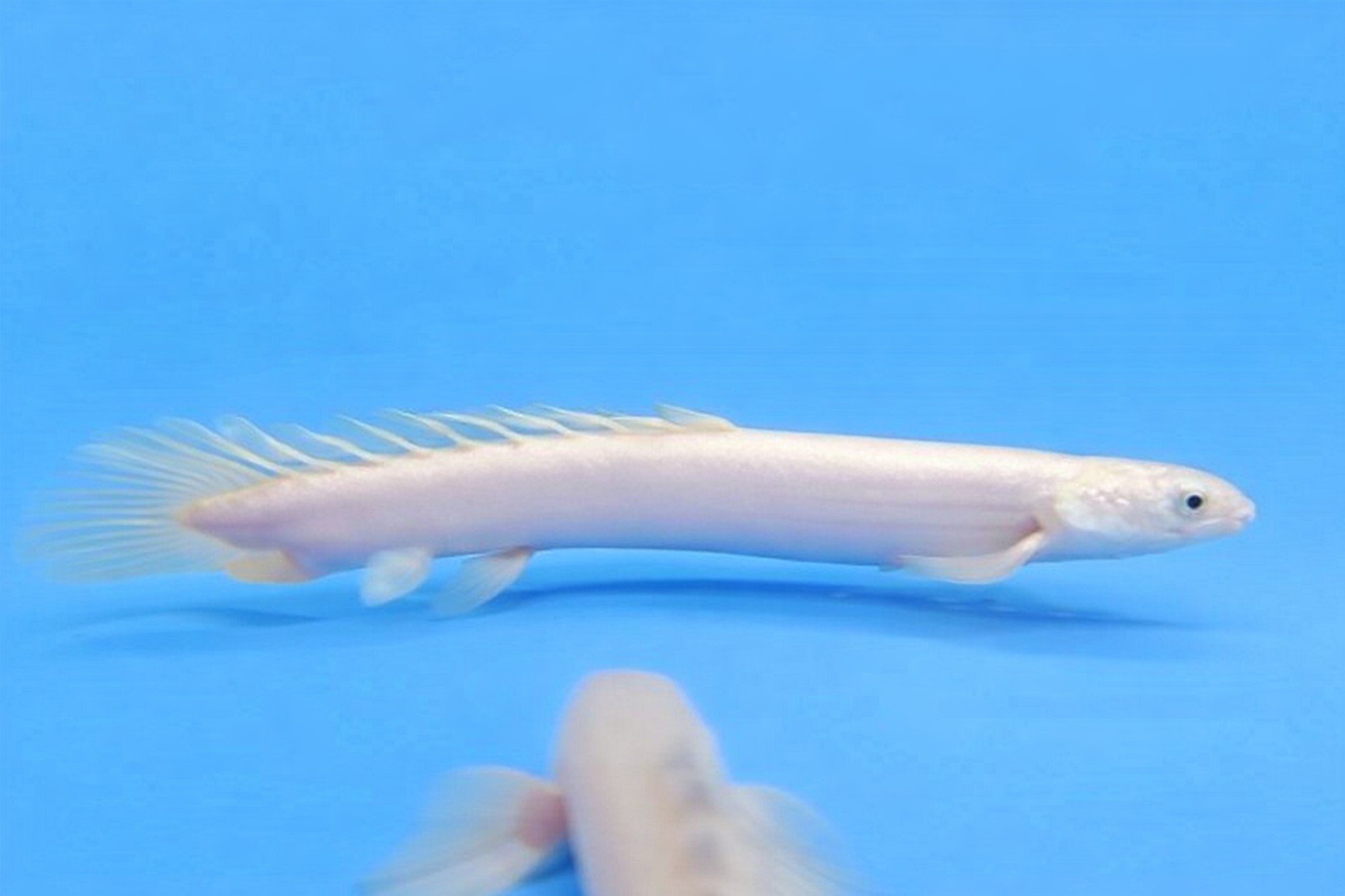 Platinum Senegalus Slayer Bichir