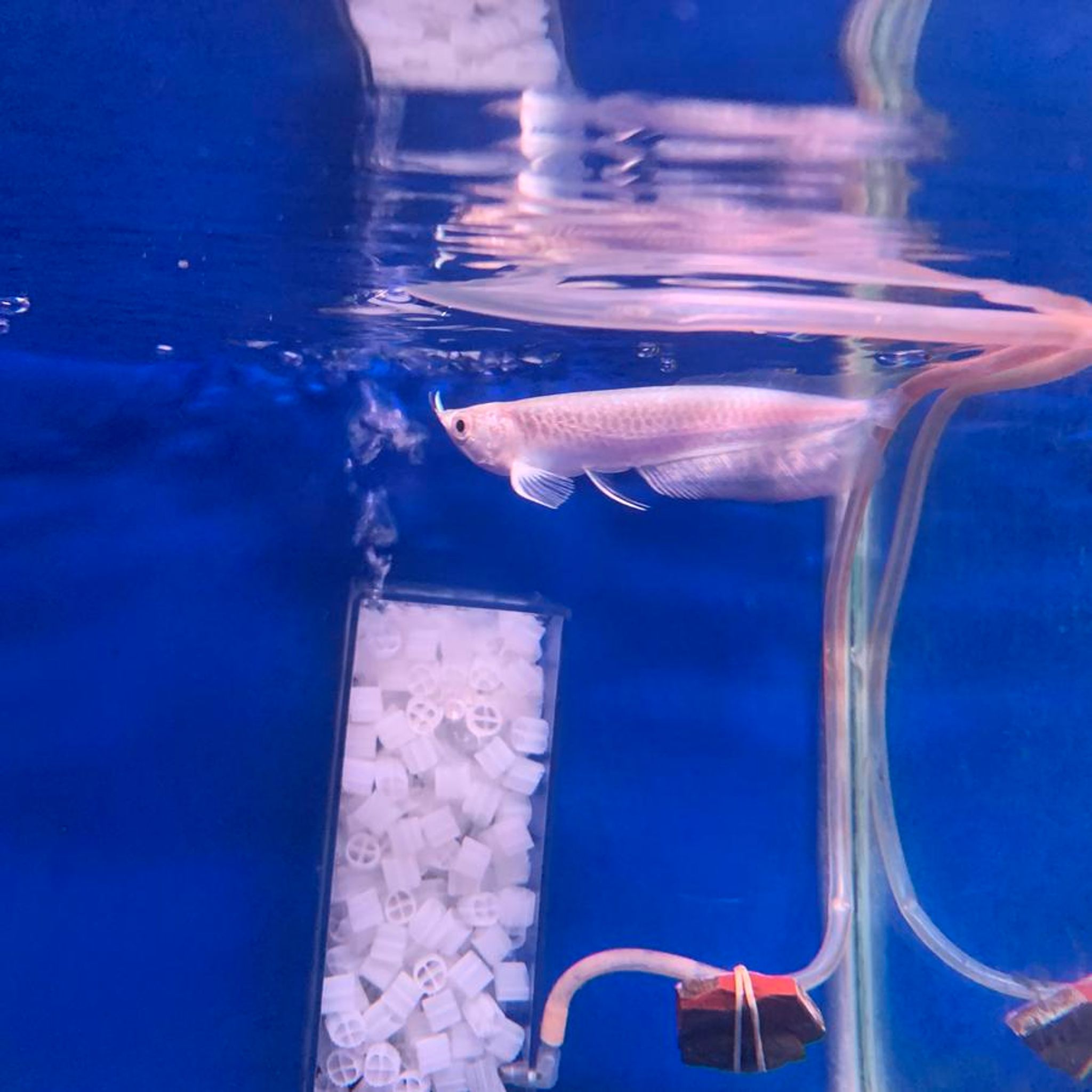 Platinum Silver Arowana