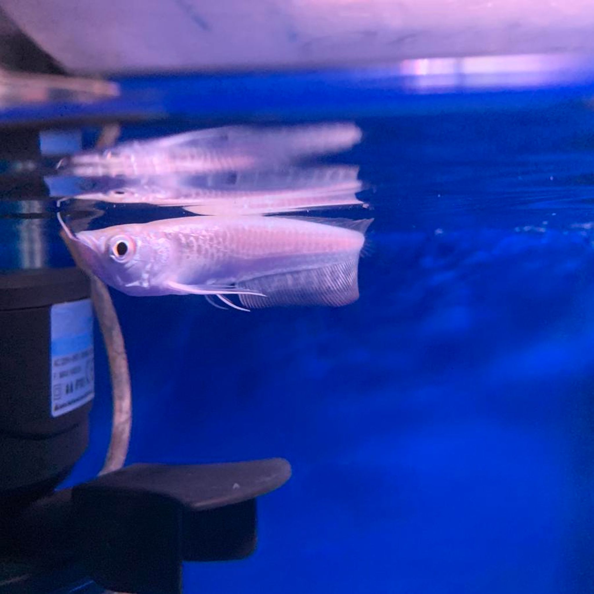 Platinum Silver Arowana