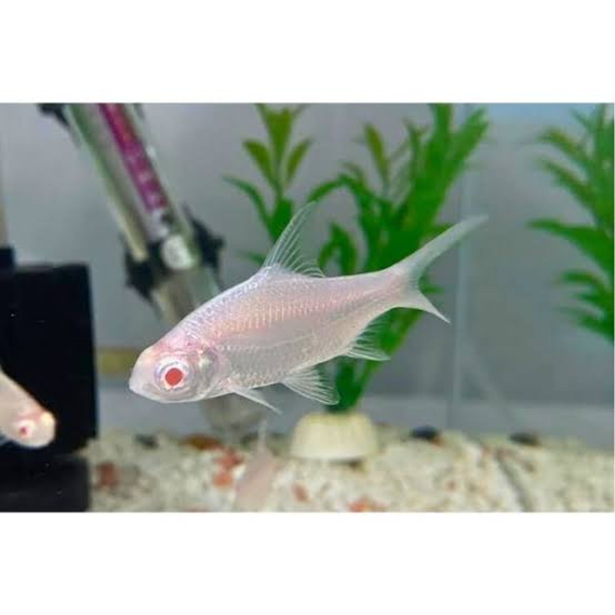 Platinum Tinfoil Barb