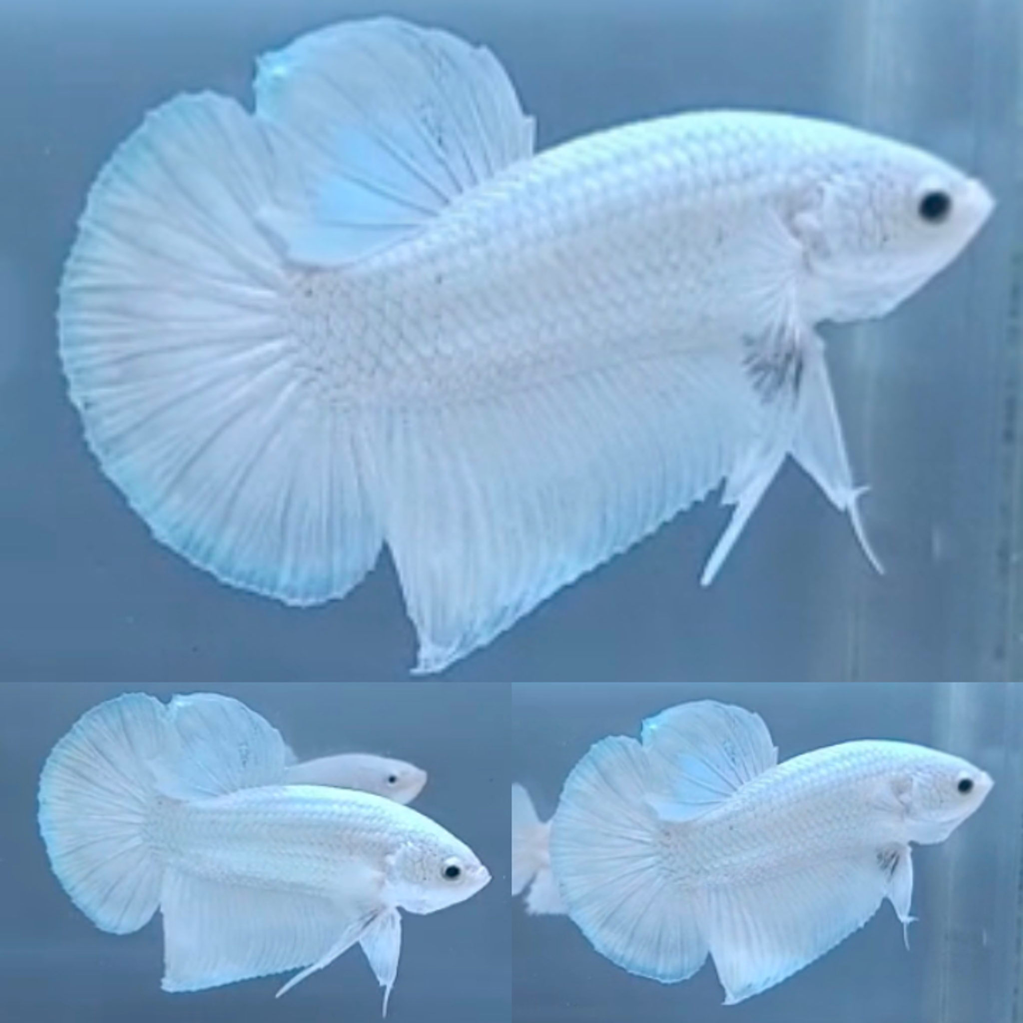 Platinum White Giant Betta (Male)