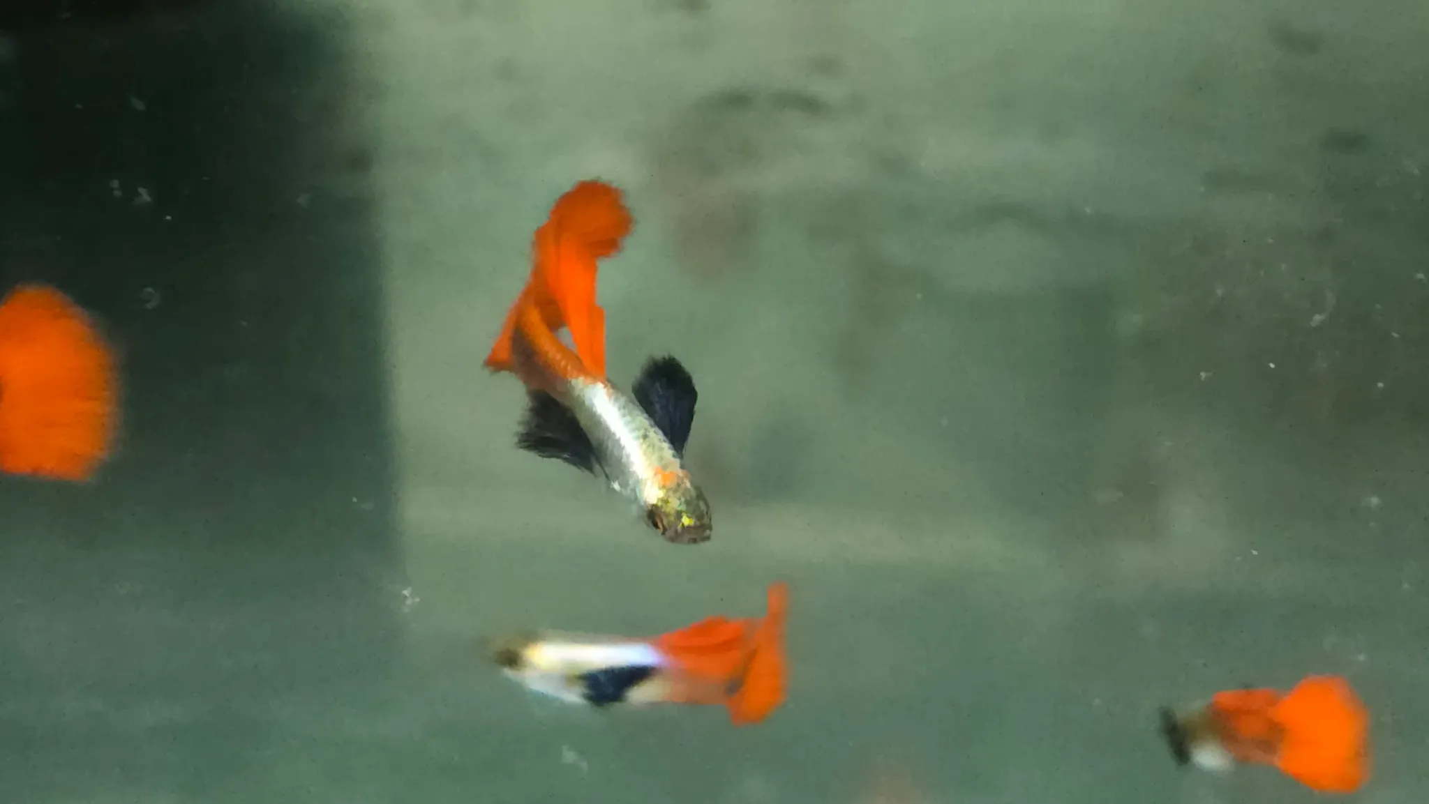 Platinum dumbo ear guppy 3cm pair