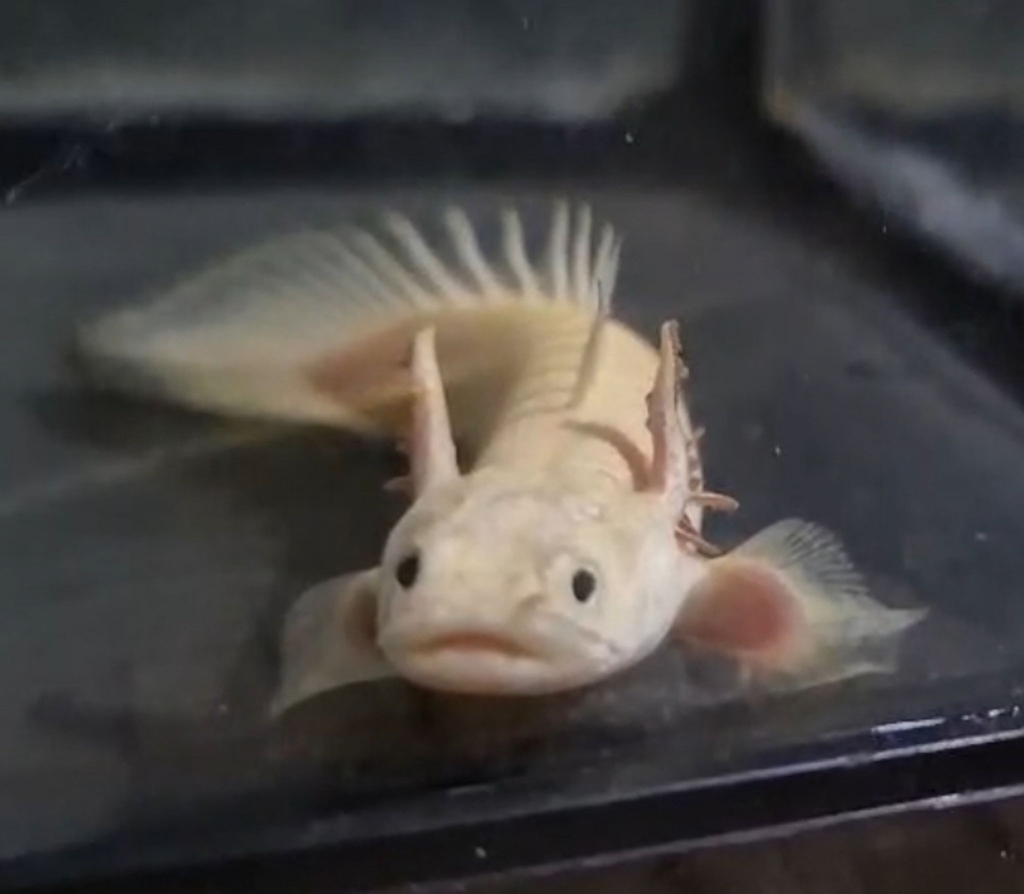 Platinum endlicherry bichir