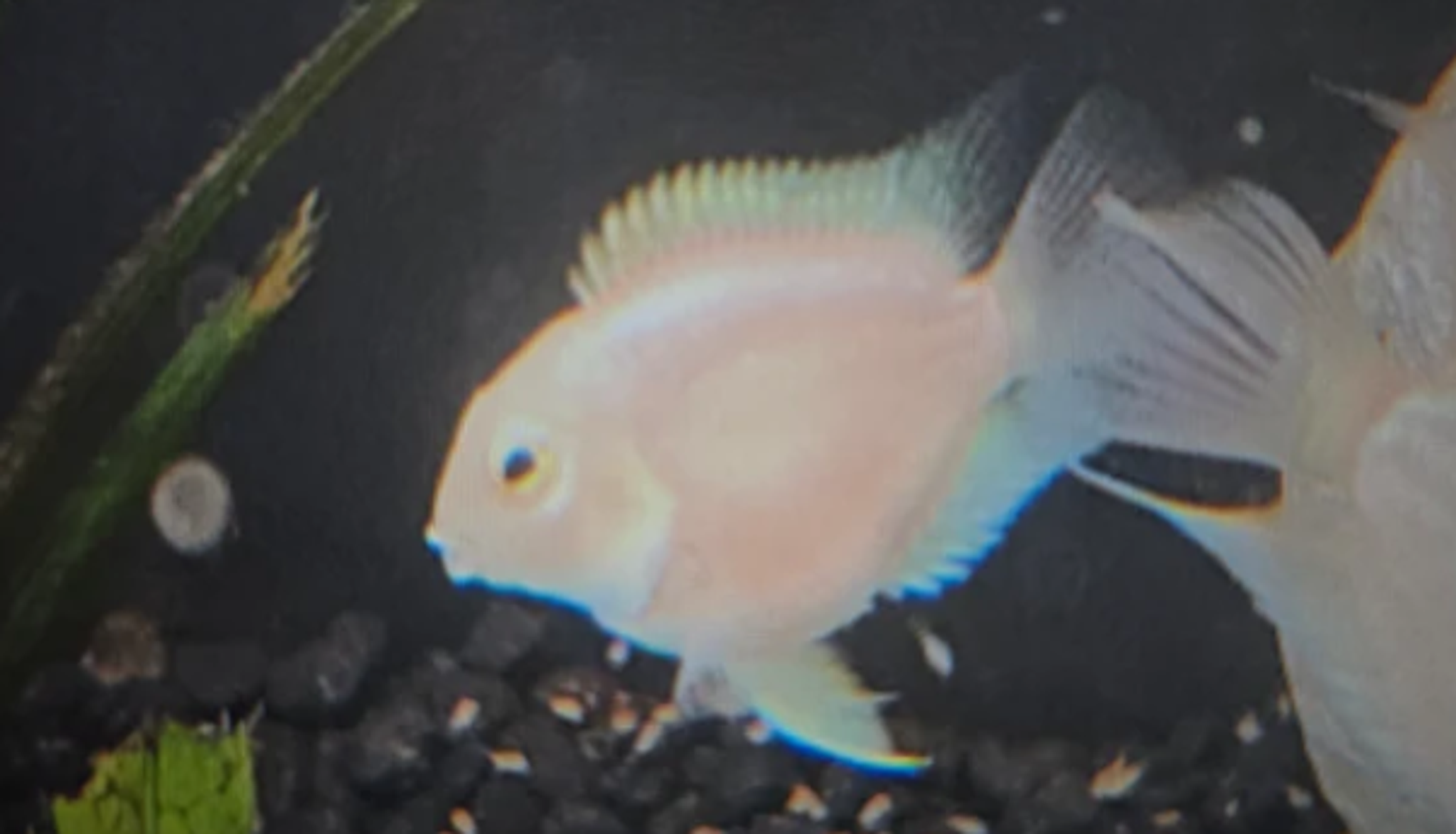 Platinum mini parrot cichlid 3-4cm