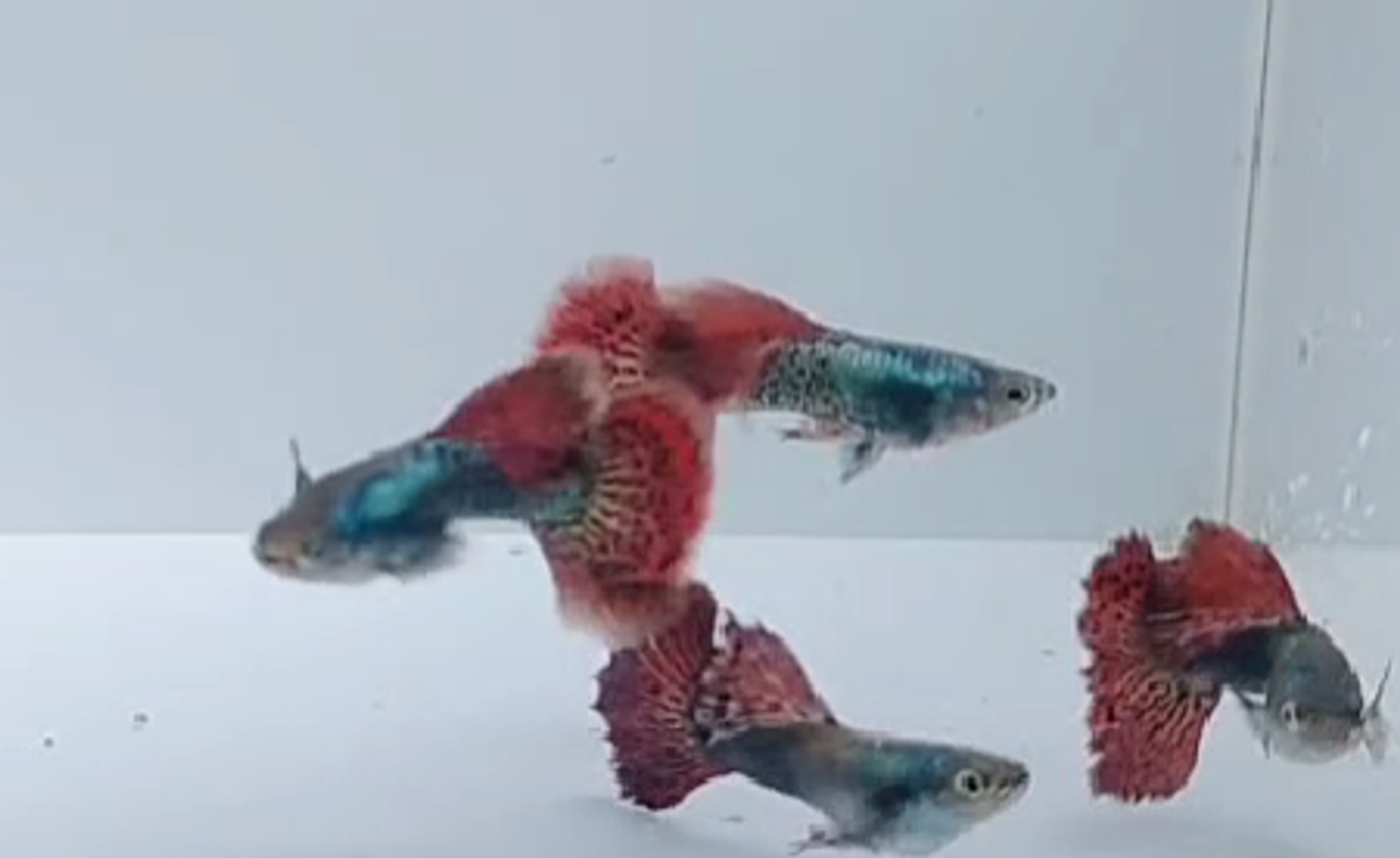 Platinum red dragon pair