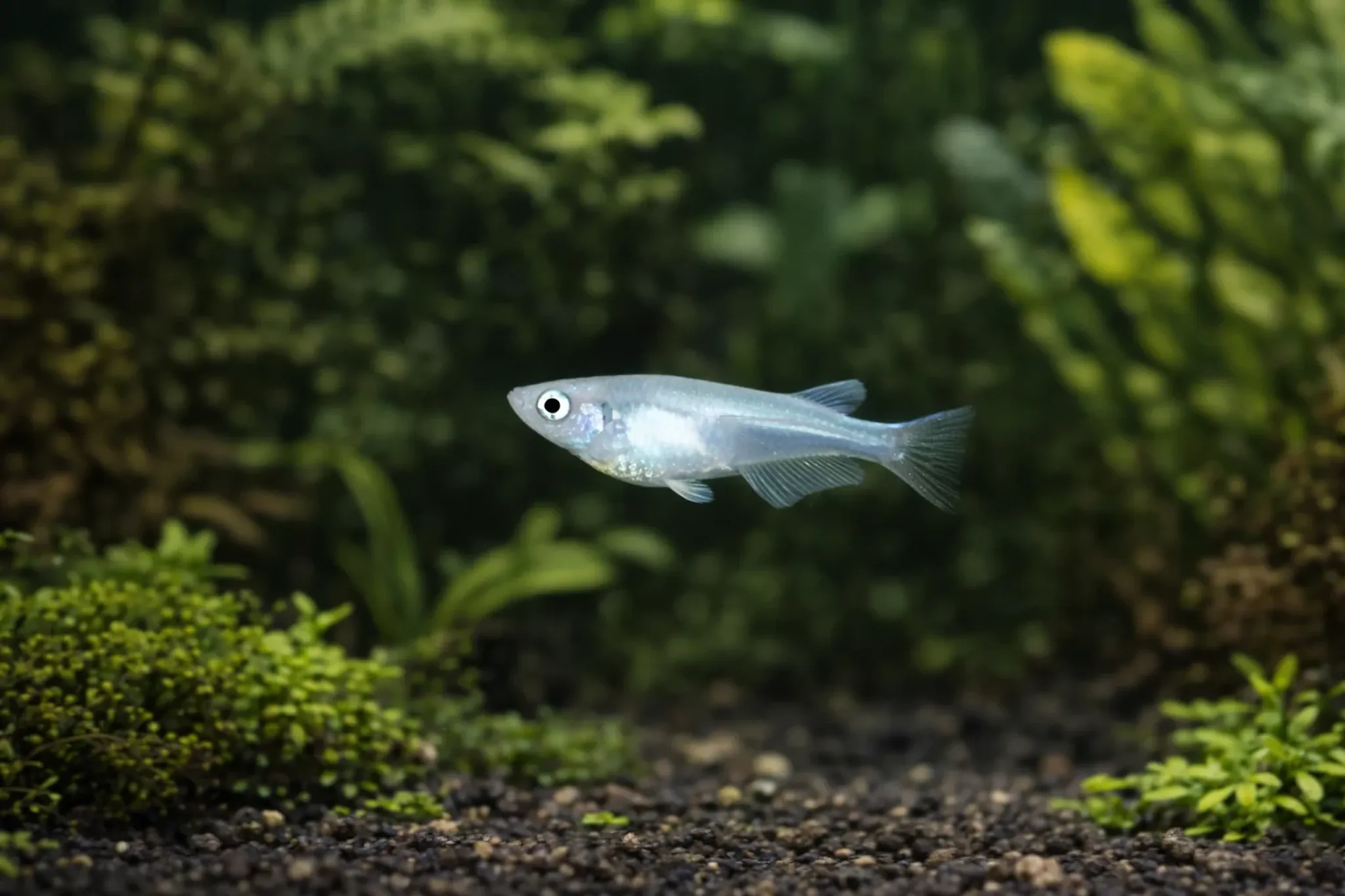 Platinum ricefish 1.2cm