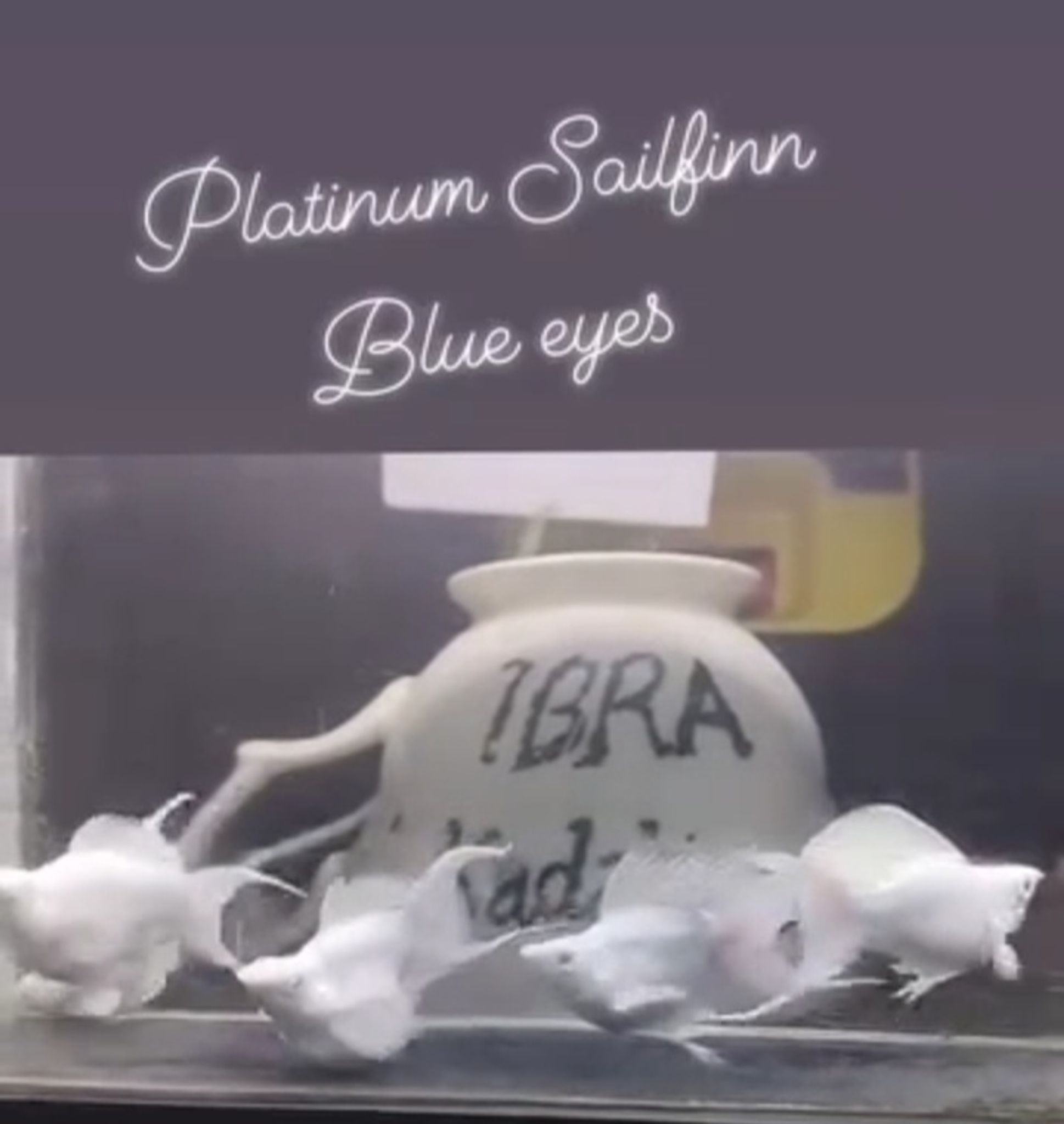 Platinum sailfinn BLUE EYE