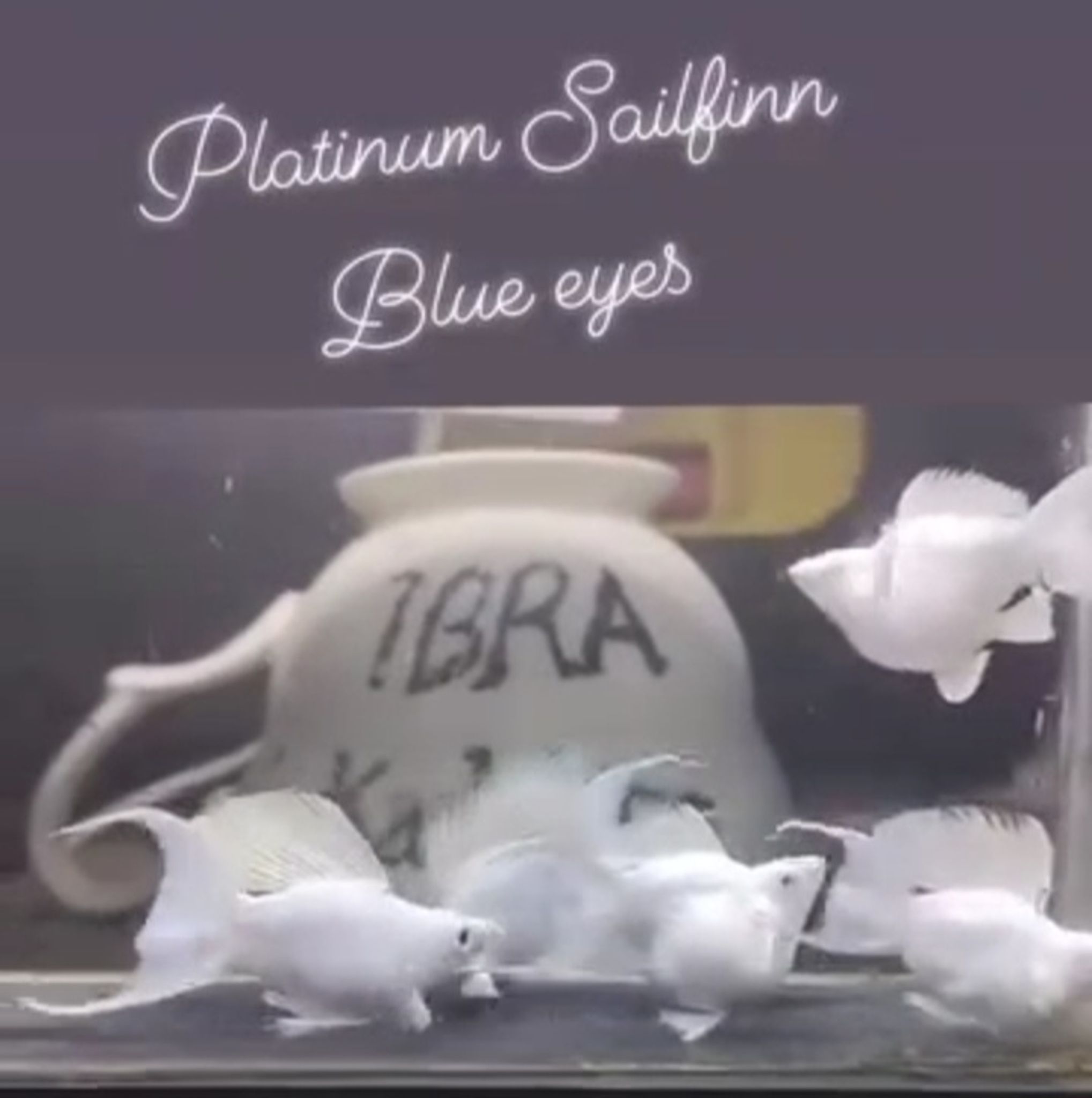 Platinum sailfinn BLUE EYE