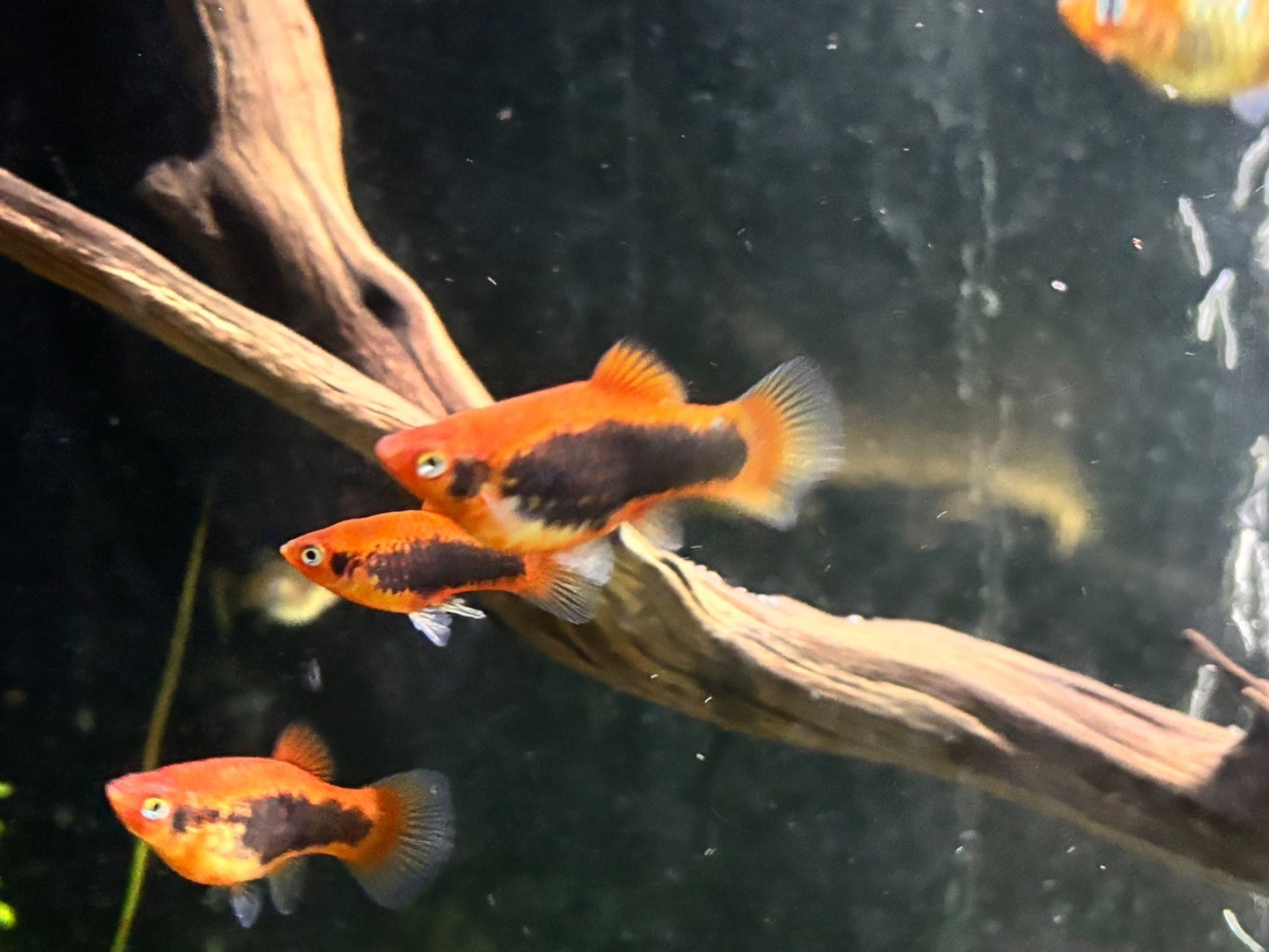 Platy