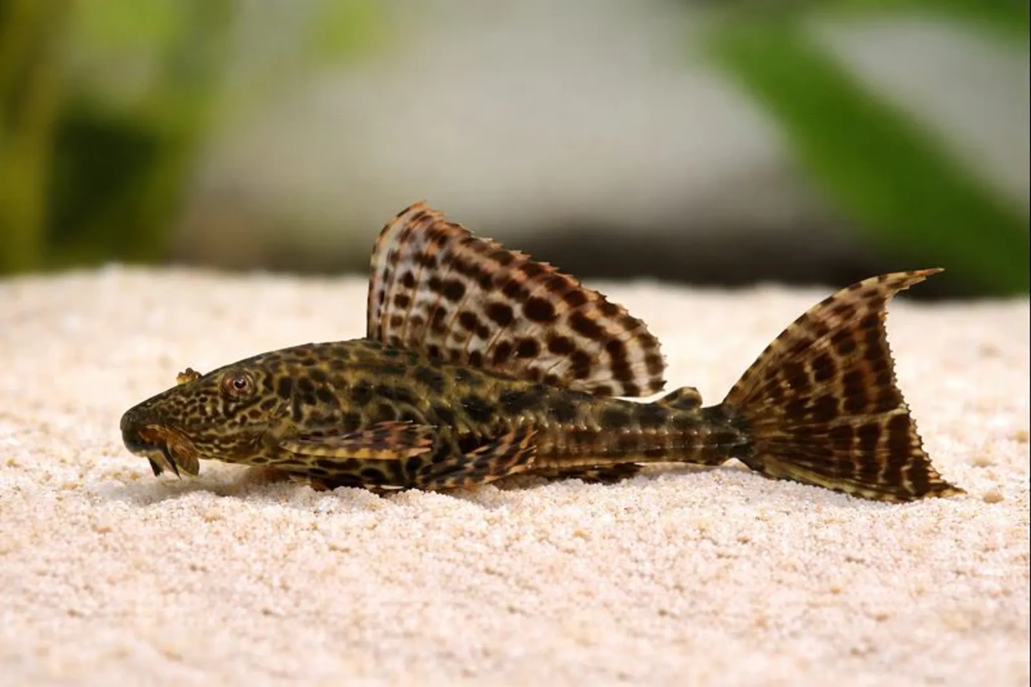 Pleco L001