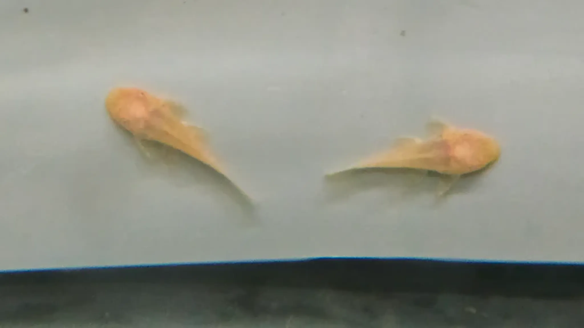 Pleco L144 Albino 3cm