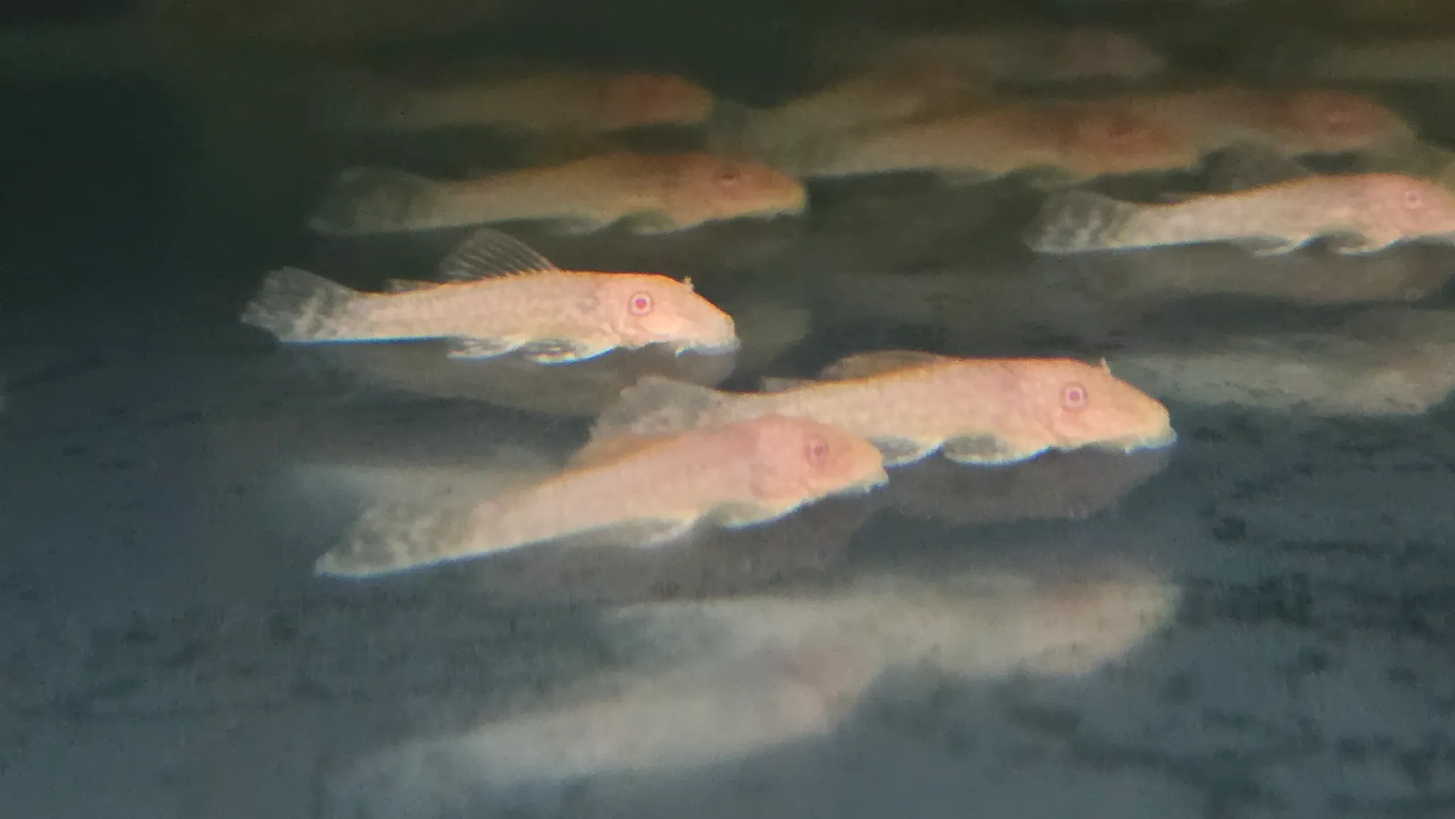 Pleco L144 Albino 4cm