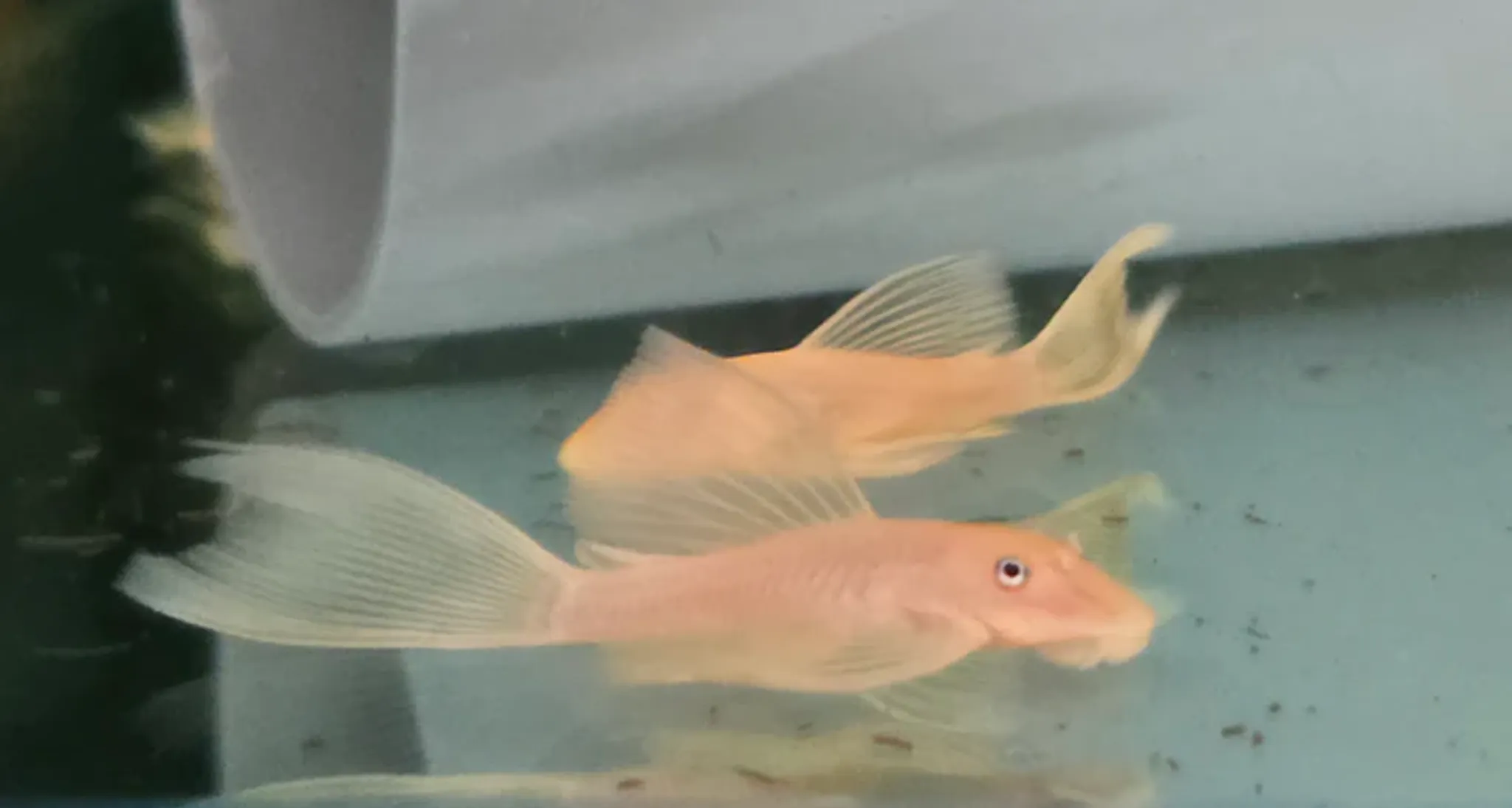 Pleco L144 blue eye longfin 4-5cm