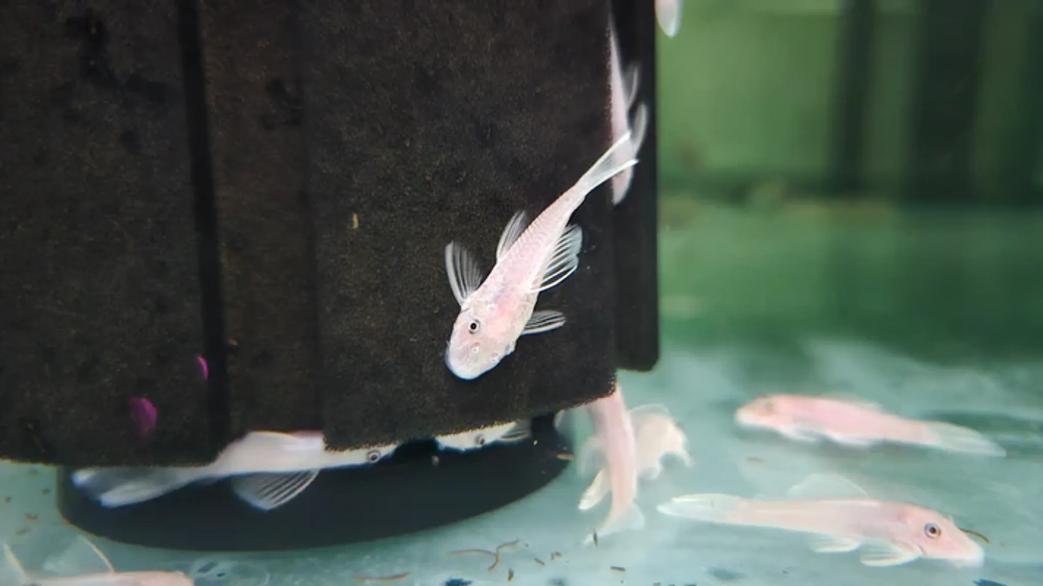 Pleco L144 snow white 4cm