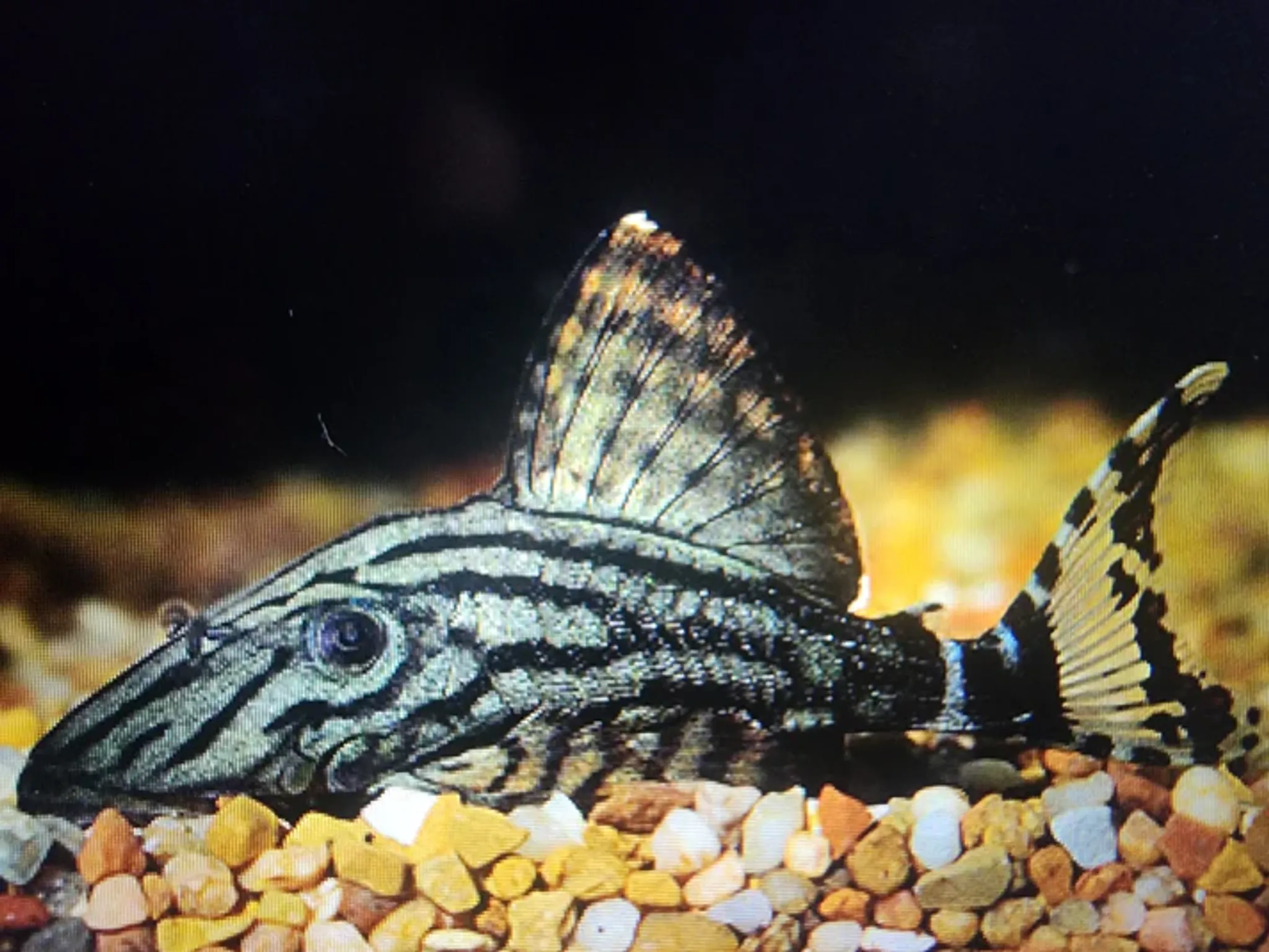 Pleco L191 dull eye royal 6-8cm