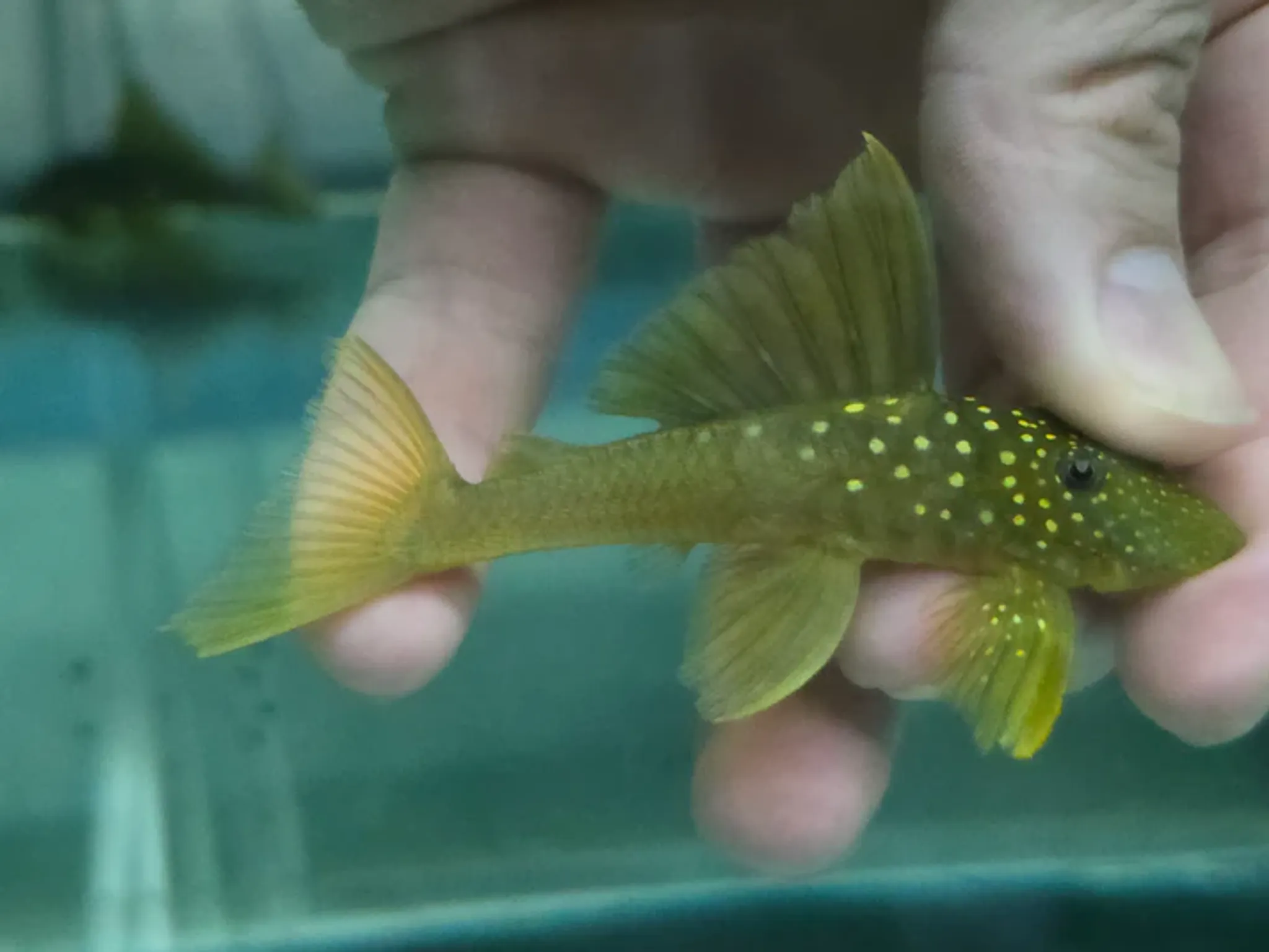 Pleco L200 green phantom 6-8cm
