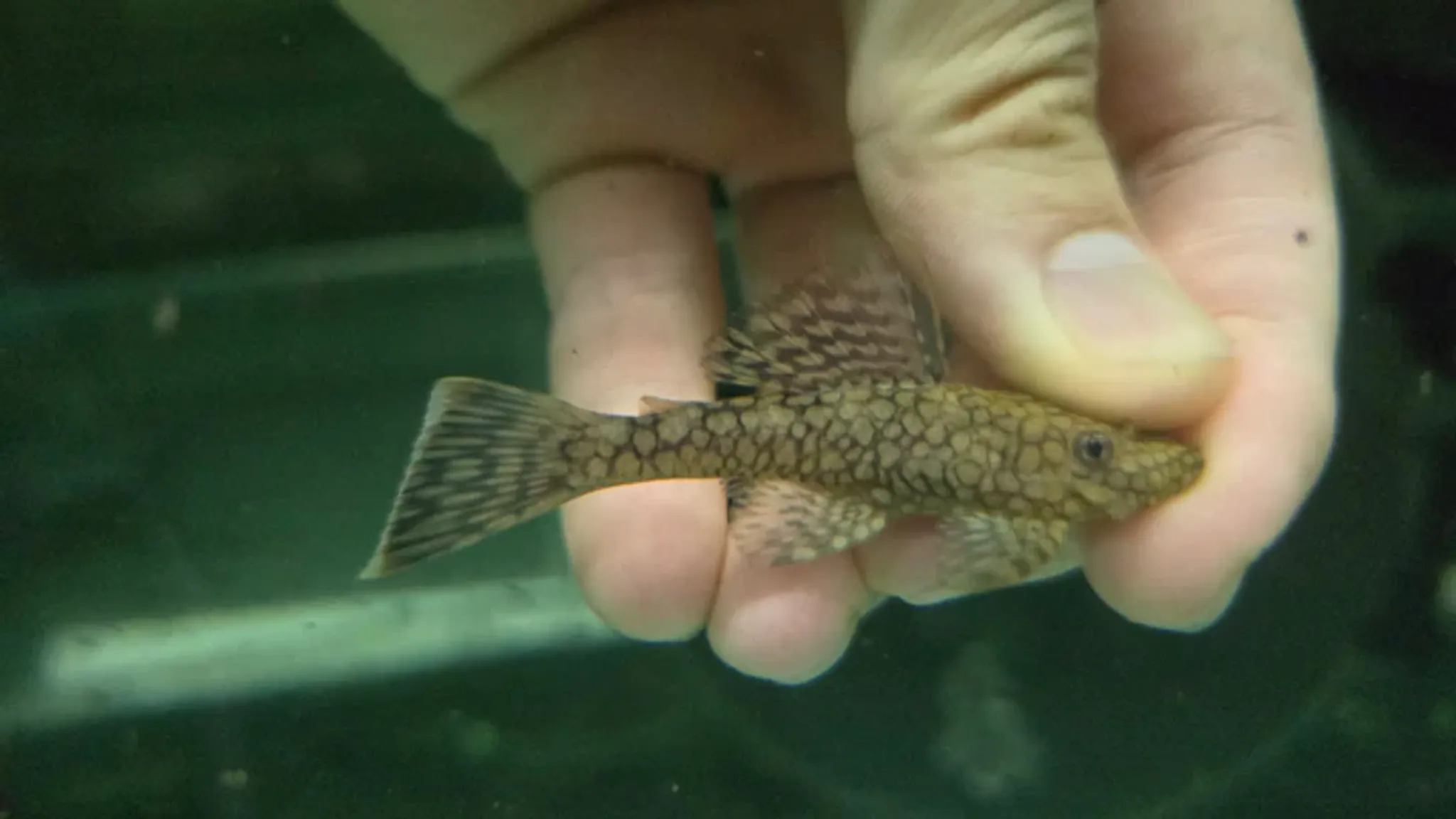 Pleco L519 5cm
