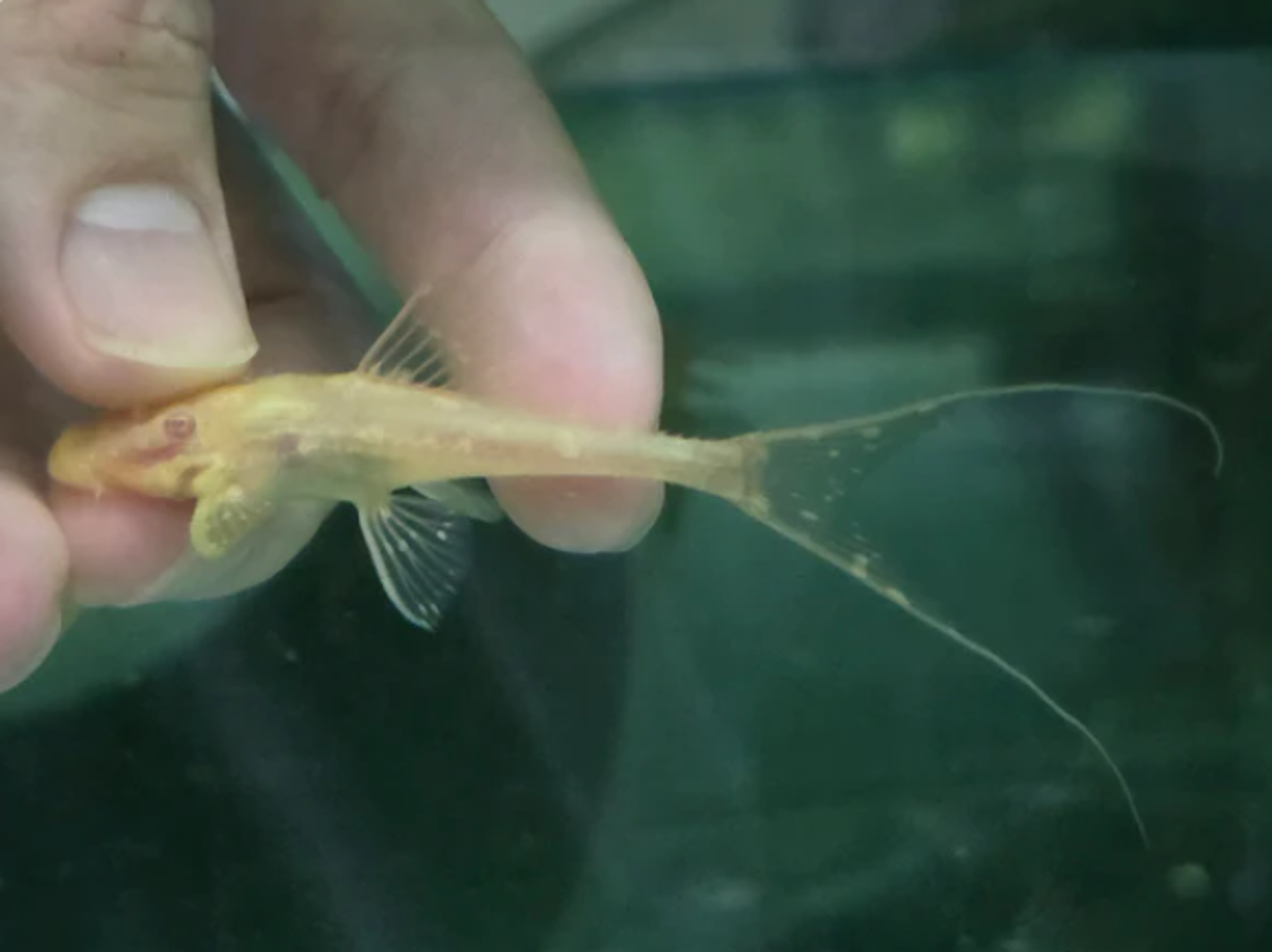 Pleco albino adonis 5-6cm