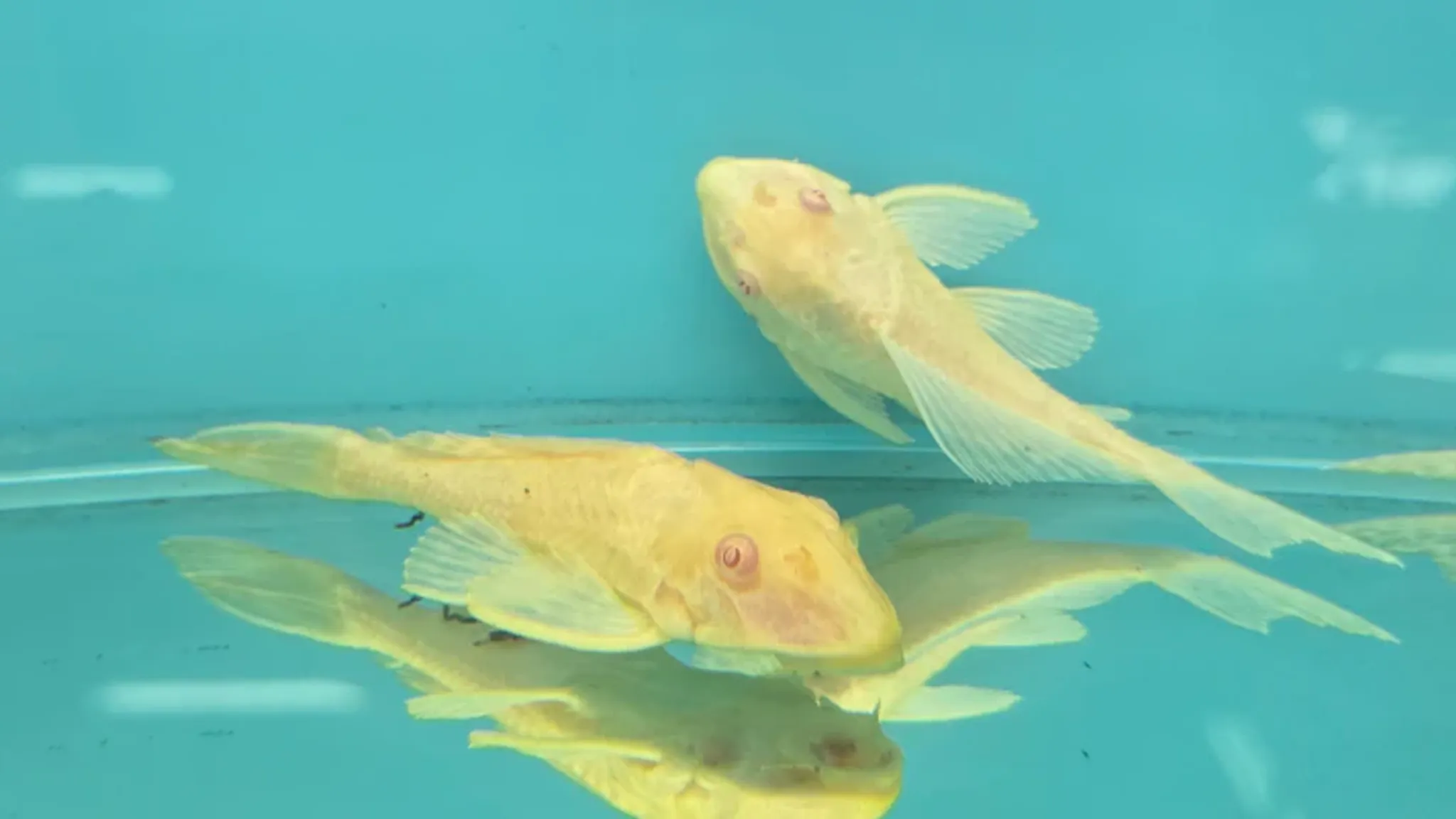 Pleco albino sailfin 5cm