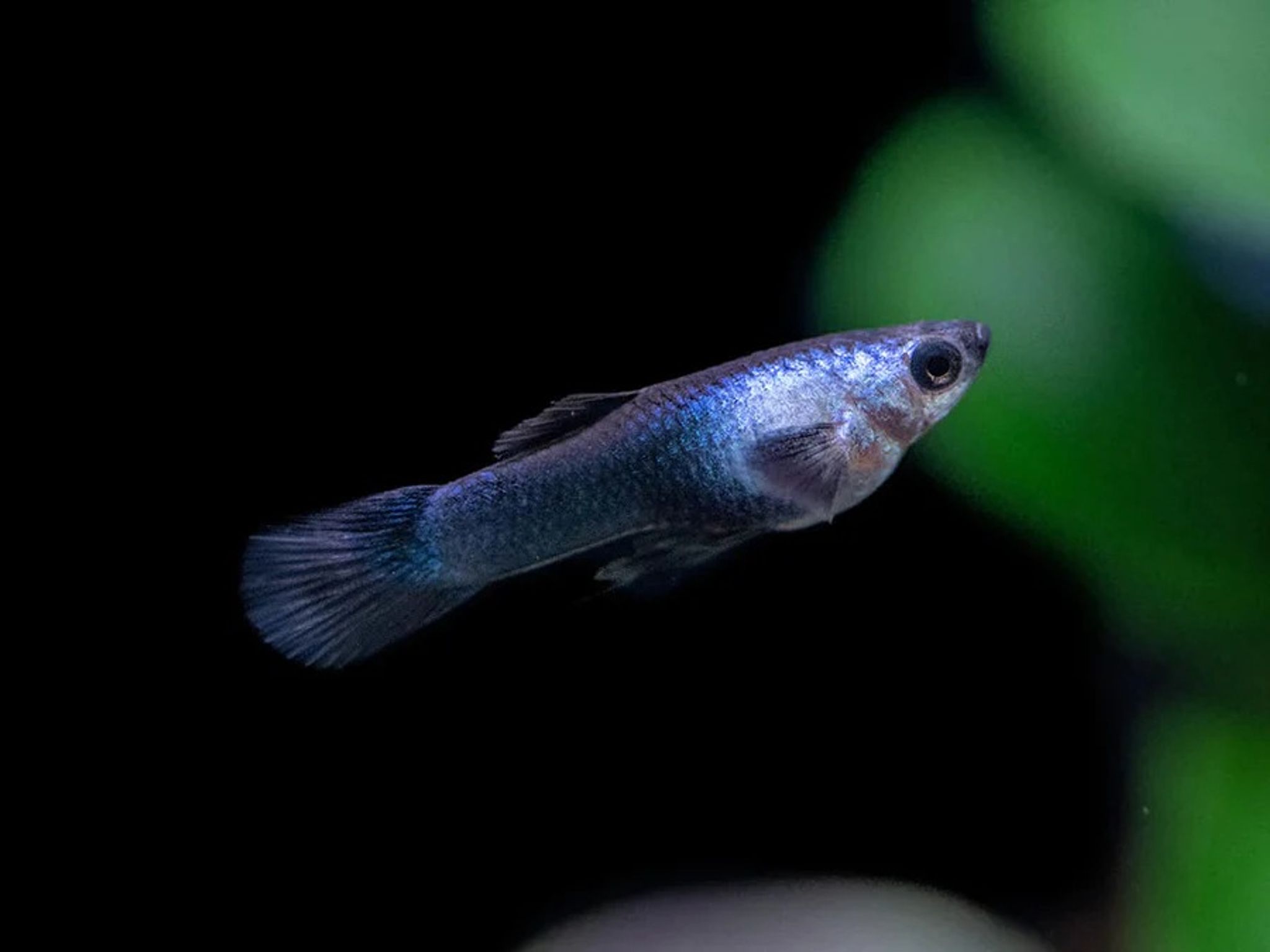Poecilia Reticulata 'Panda'