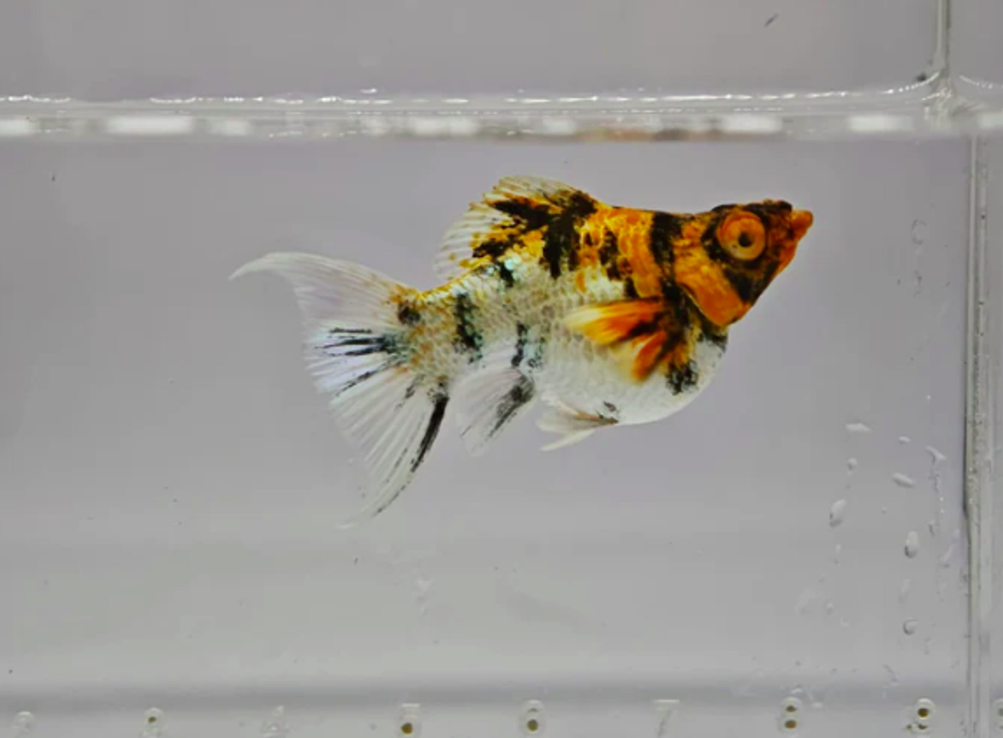 Poecilia Sphenops "Balloon"