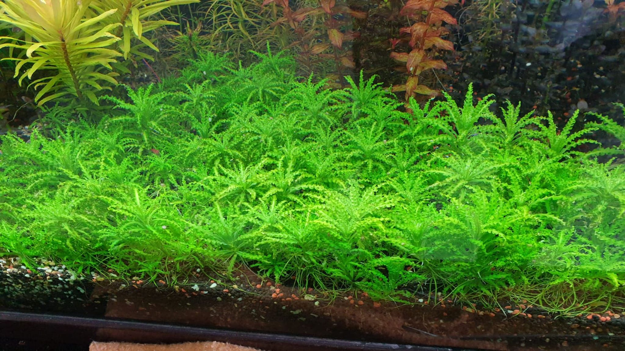 Pogostemon Helferi