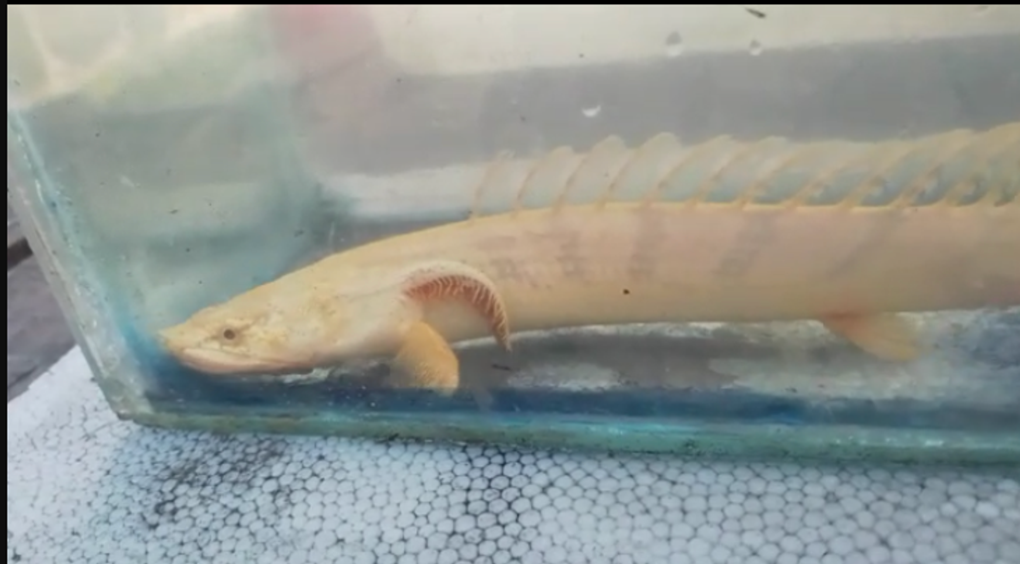 Polypeterus albino