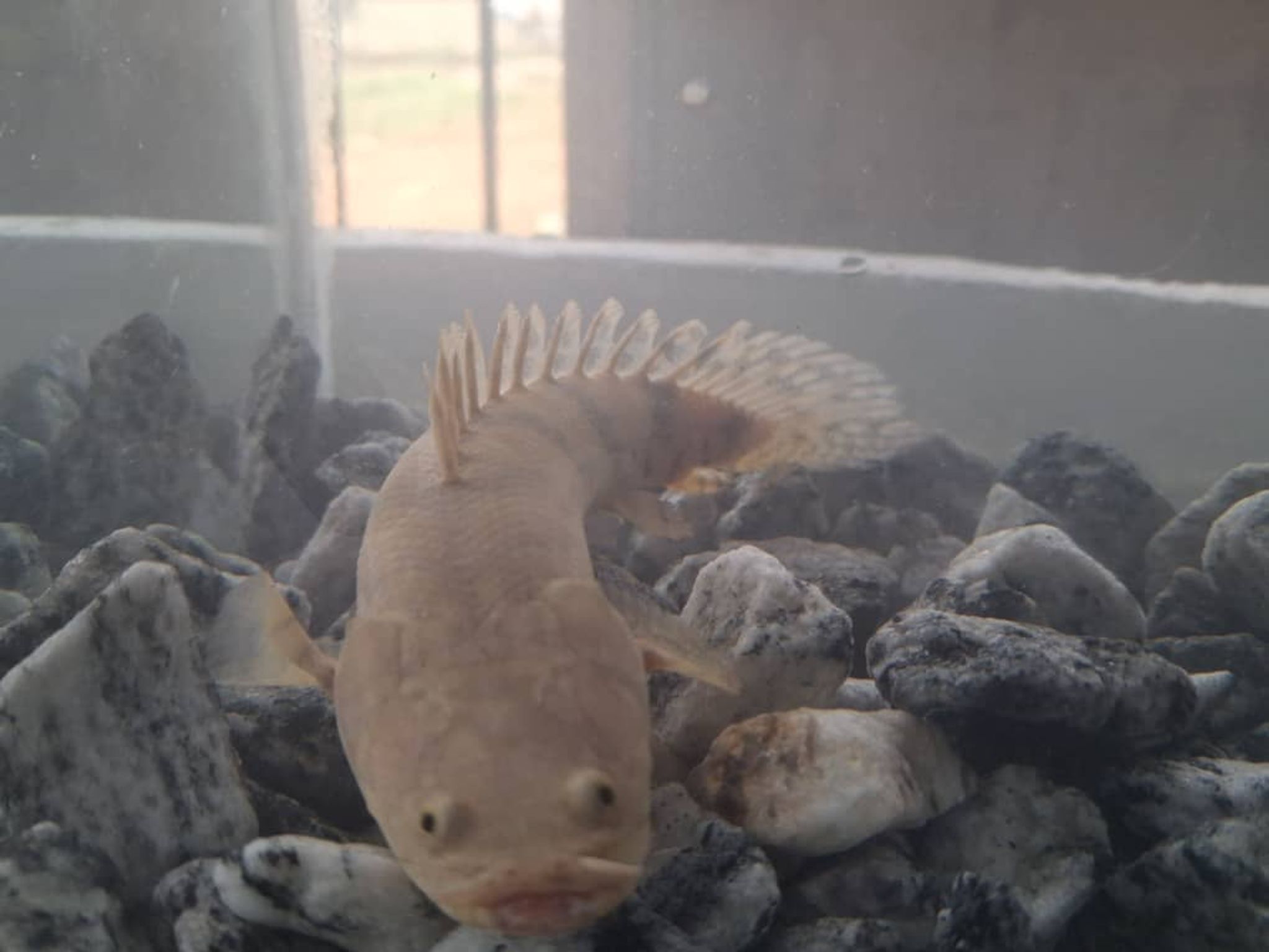 Polypterus bichir - Delhezi