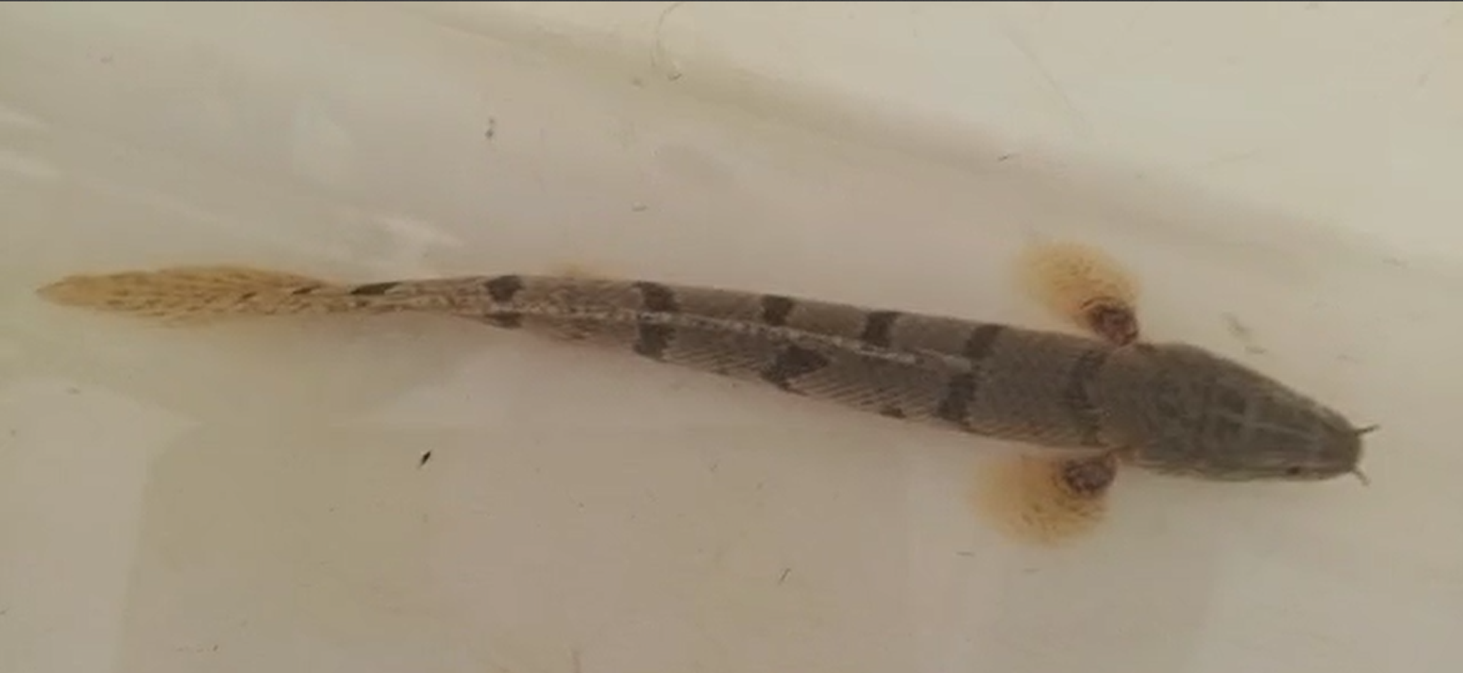Polypterus delhezi