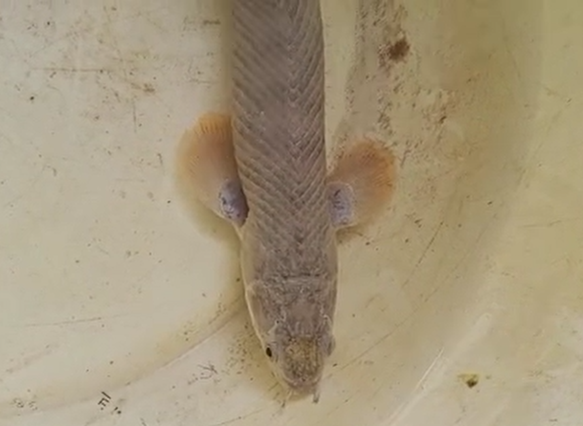 Polypterus palmas
